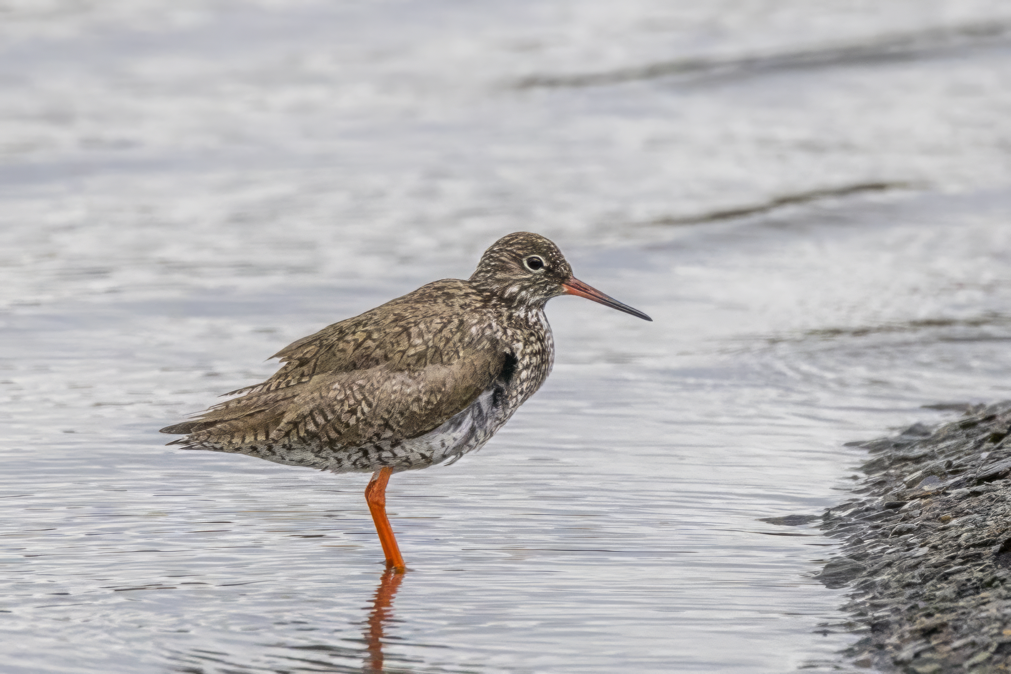 Exploring the Ideal Spots to Spot the Common Redshank in Masai Mara