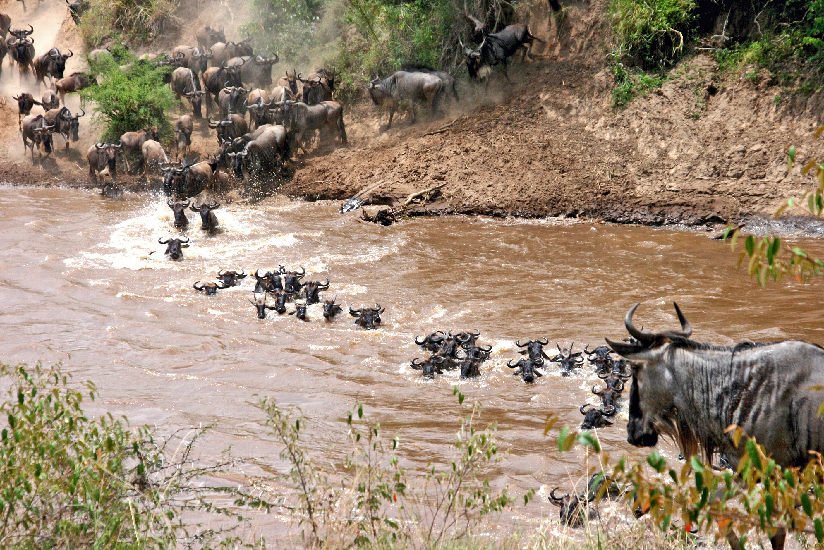 Embarking on an Enchanting Camping Safari near Maasai Mara's Wildebeest Crossings