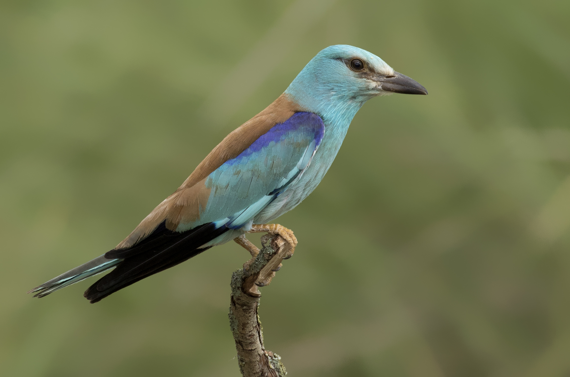 5. Conservation Efforts: Protecting the European Roller's Natural Habitat in Masai ‍Mara