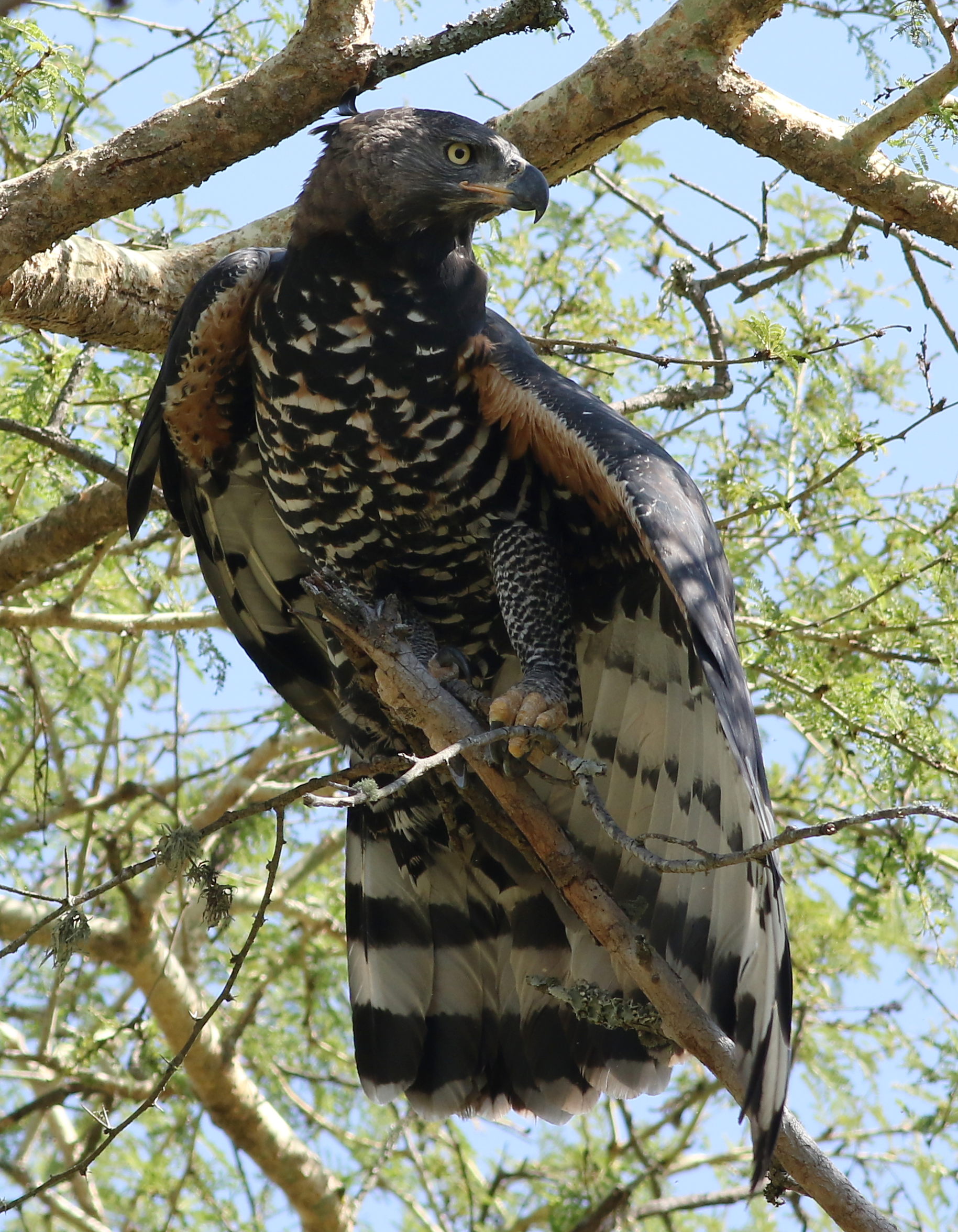 1. The Resplendent African Crowned Eagle: Majestic Symbol of Power in the Masai Mara