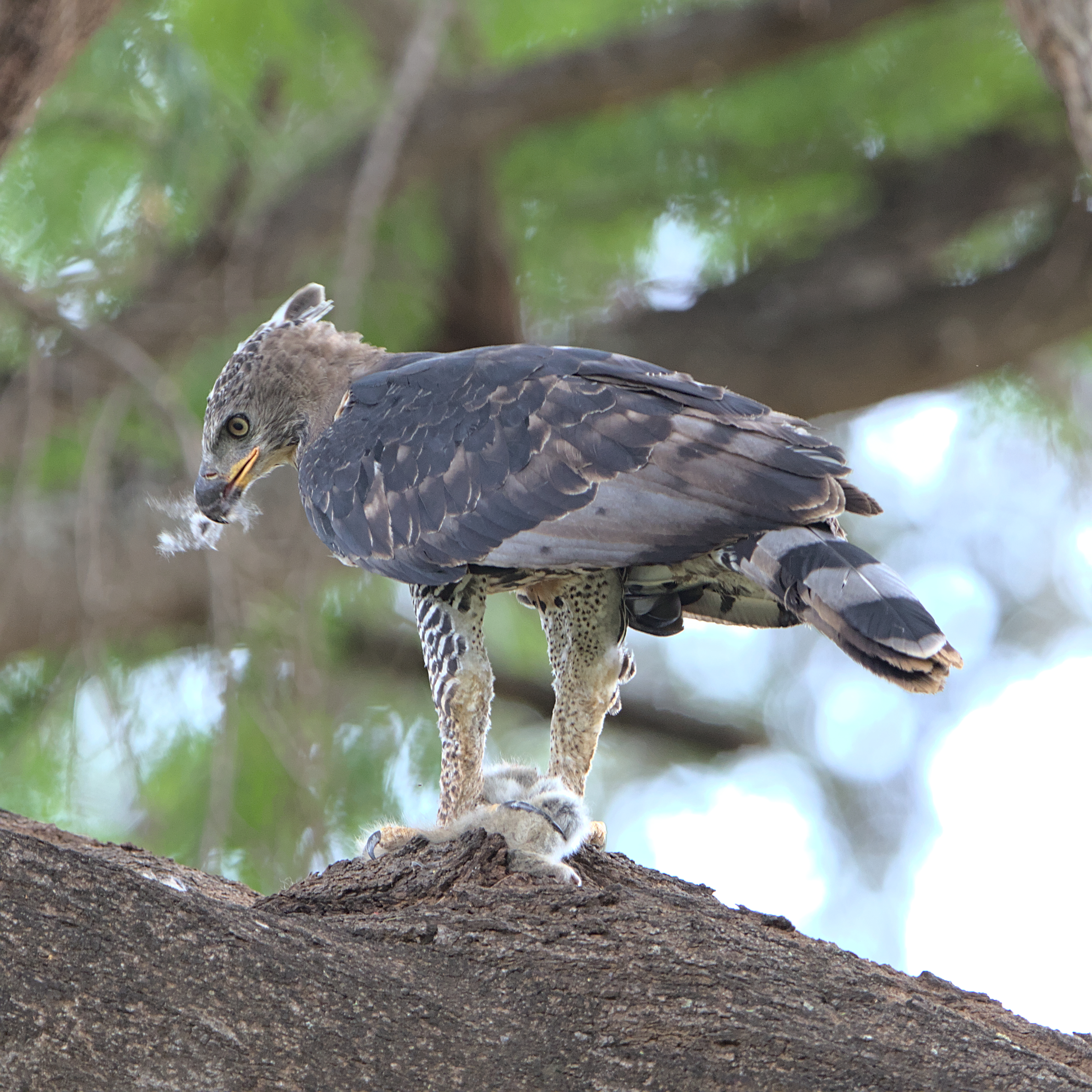 2. Apex Predator of Masai Mara: Unraveling⁤ the Hunting Techniques and Feeding Habits of the African Crowned Eagle