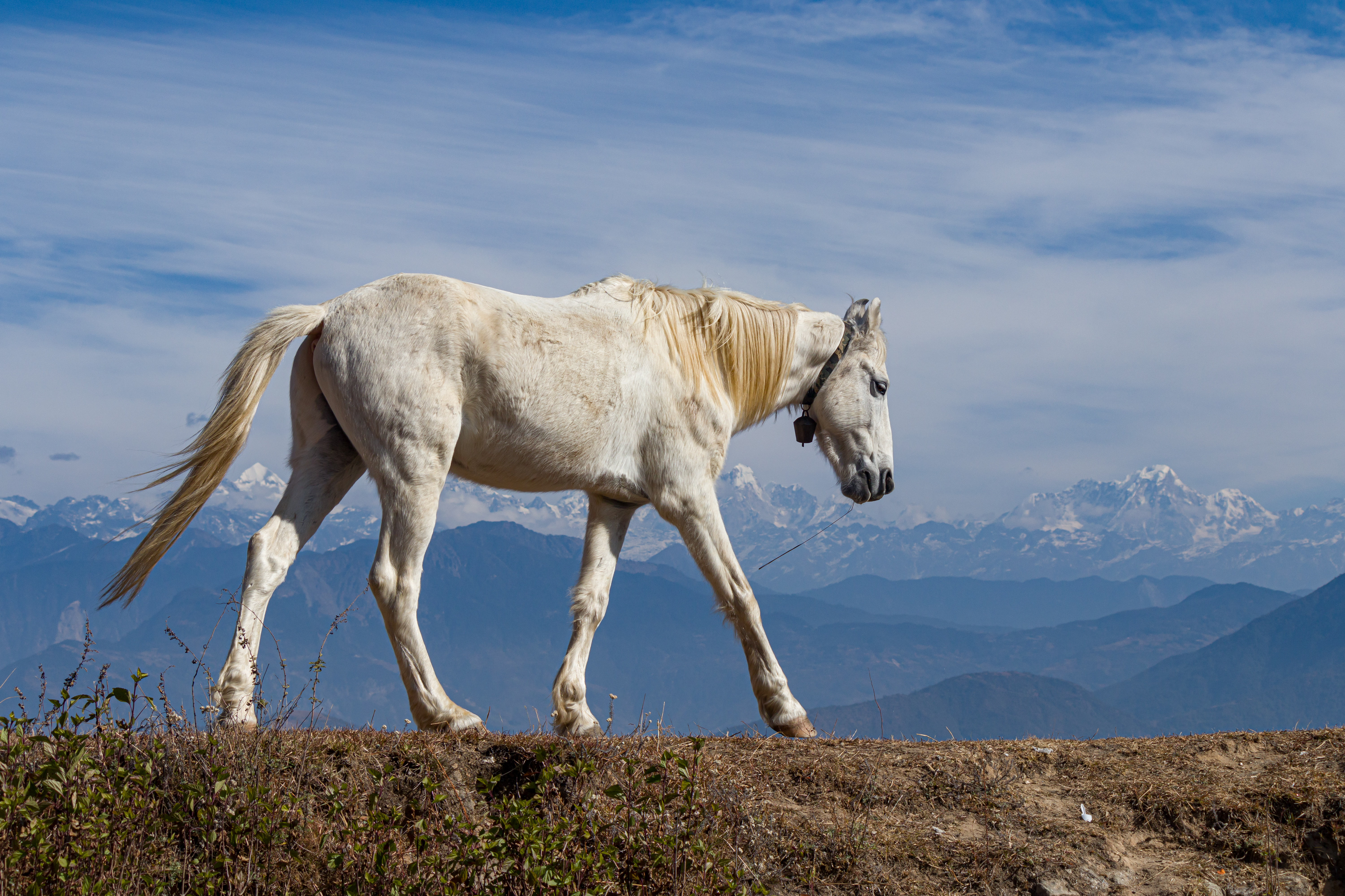 Selecting the perfect horse for your safari: Considerations and guidance