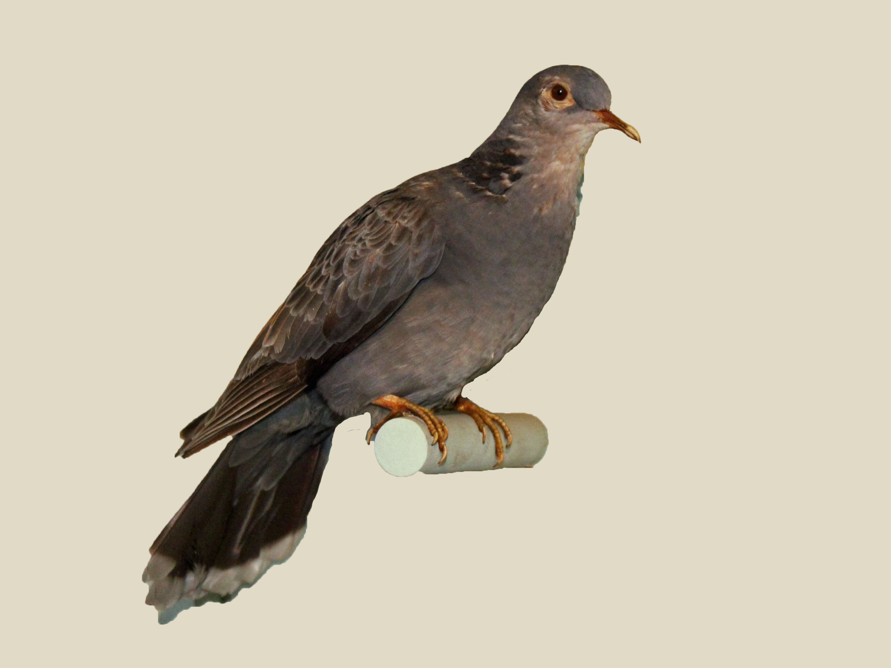 The⁢ Unique Characteristics‍ of the Dusky Turtle Dove in Masai Mara