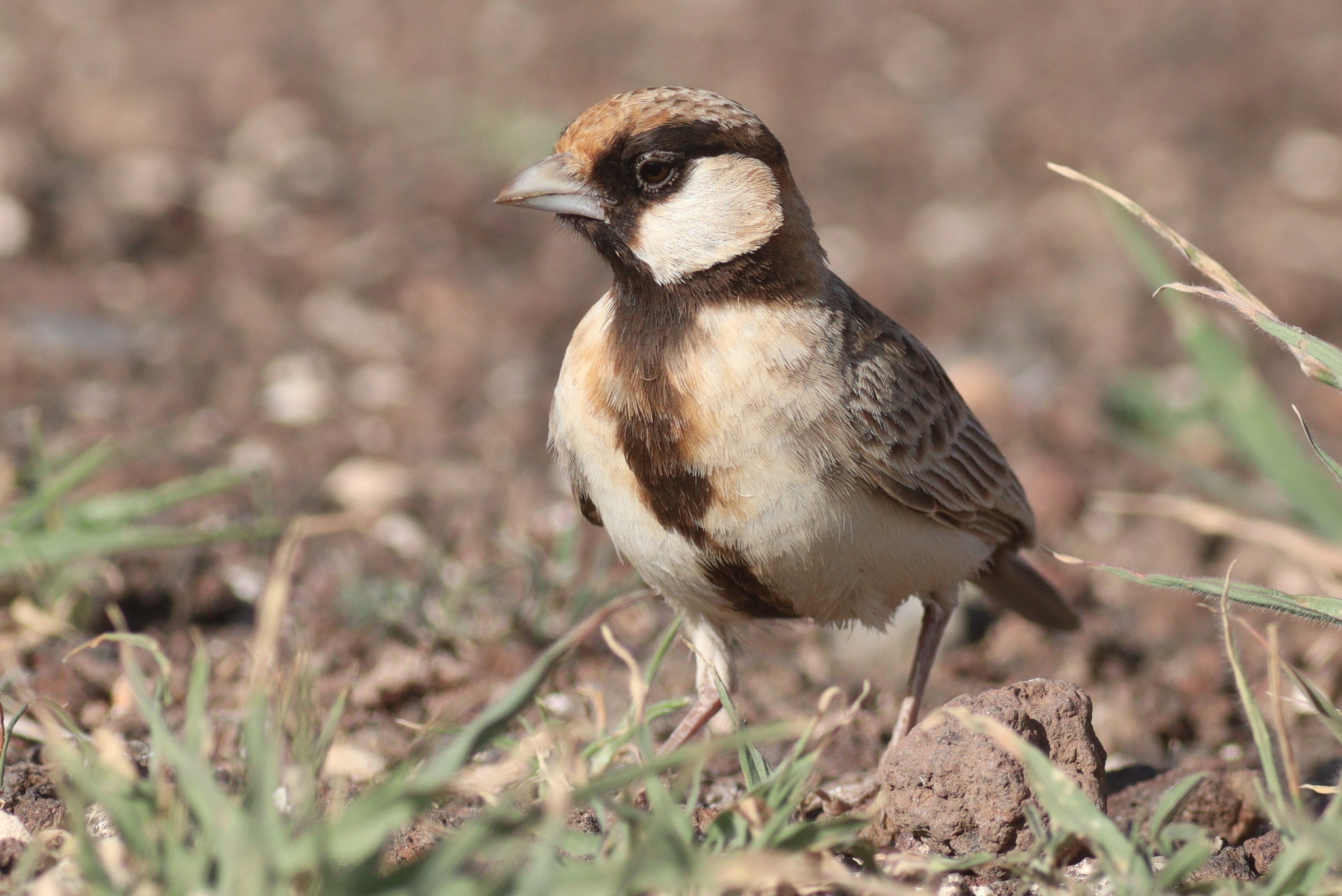 Exploring the Habitats and Behaviors of Fischers SparrowLark in Masai Mara