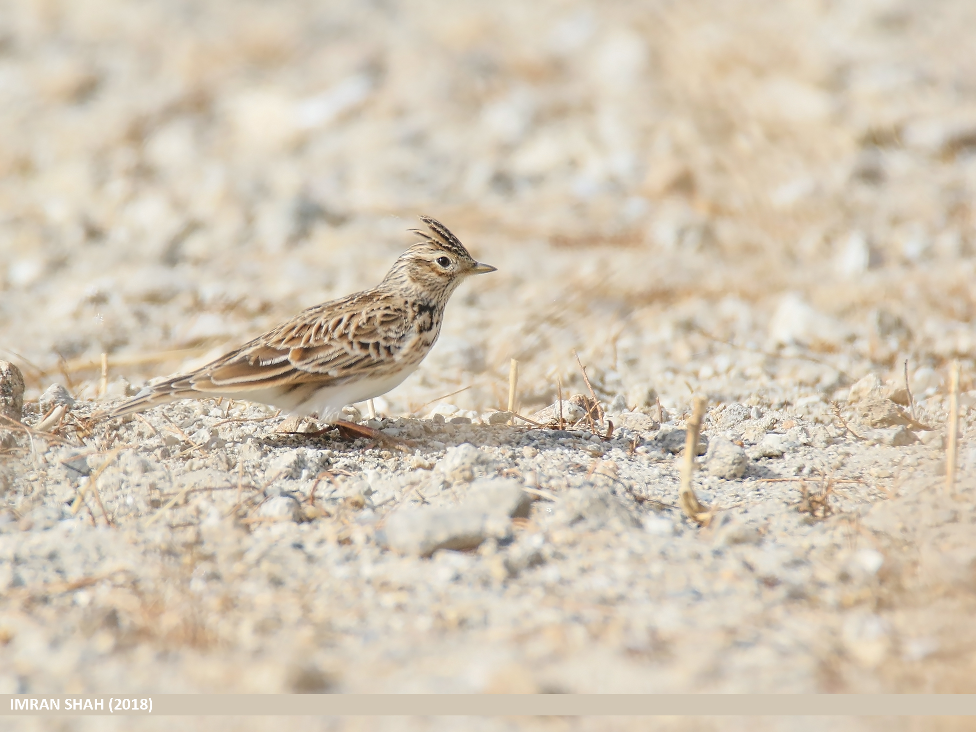 1. The ⁢Enchanting ​Whitetailed Lark: A Grounddwelling Beauty of Masai ‌Mara National ⁣Park