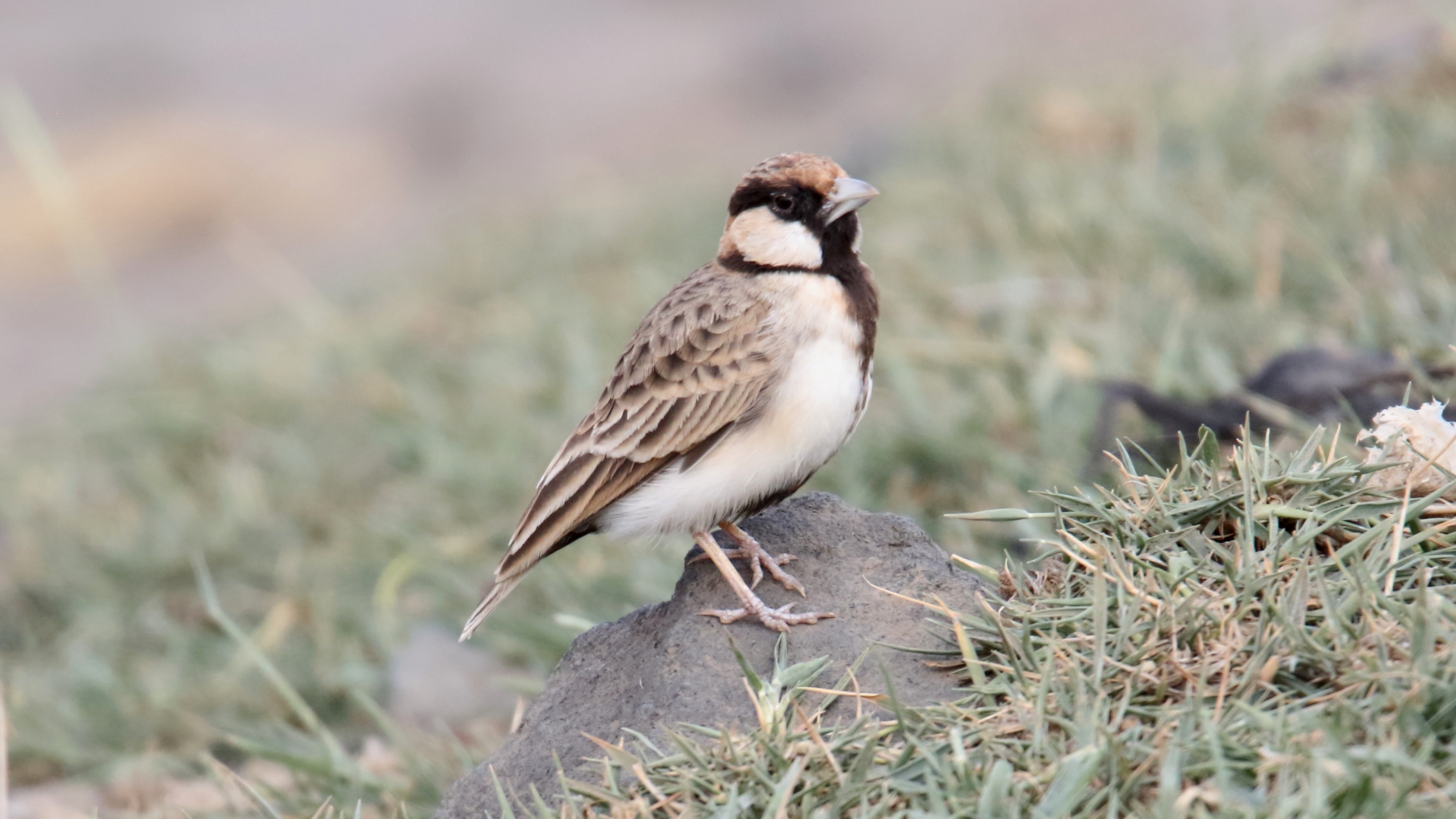 Observing⁣ the Song and Mating Rituals of Fischers‌ SparrowLark in Masai Mara