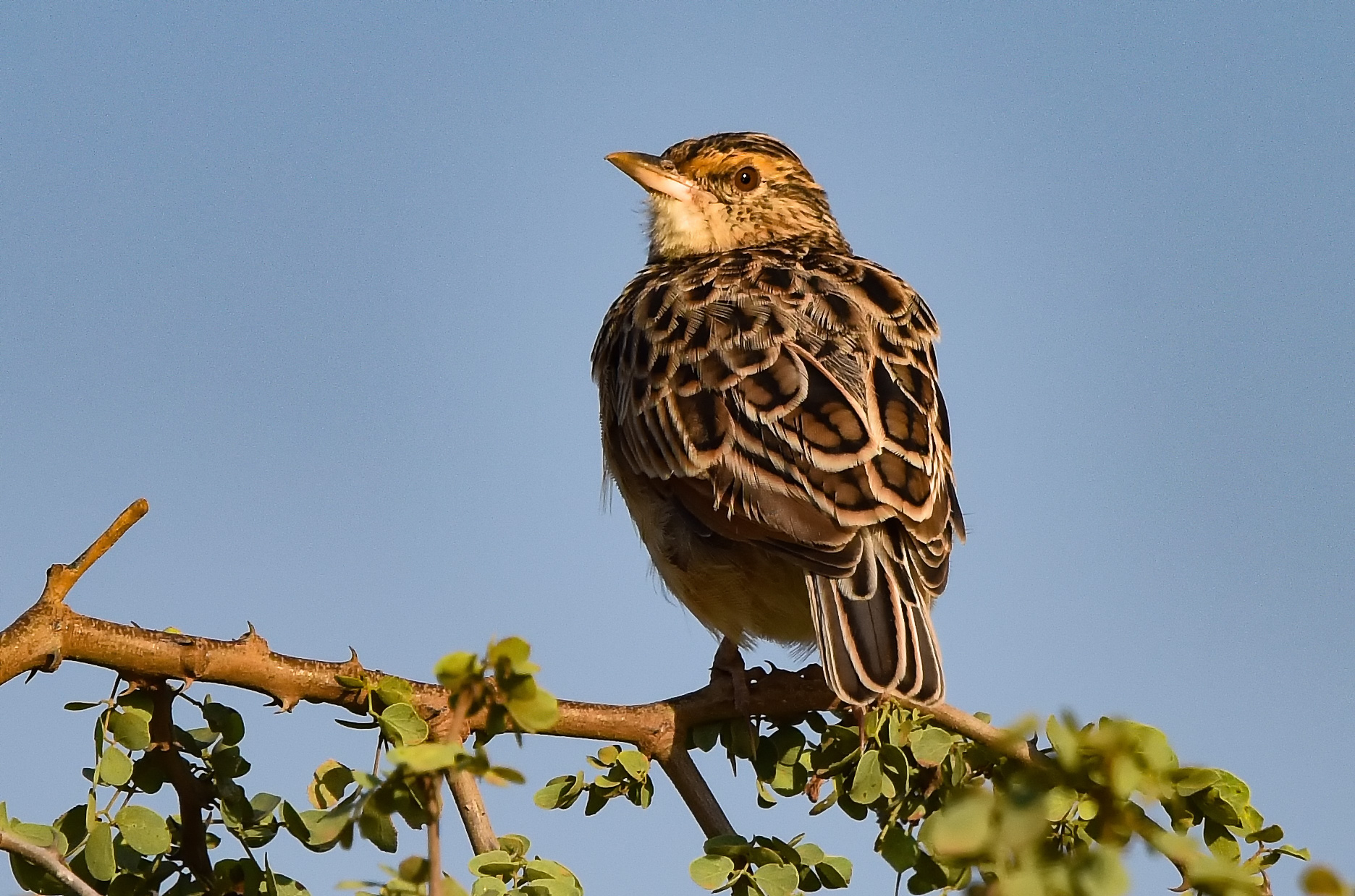 The Importance of Conservation Efforts for Fischers SparrowLark in Masai Mara