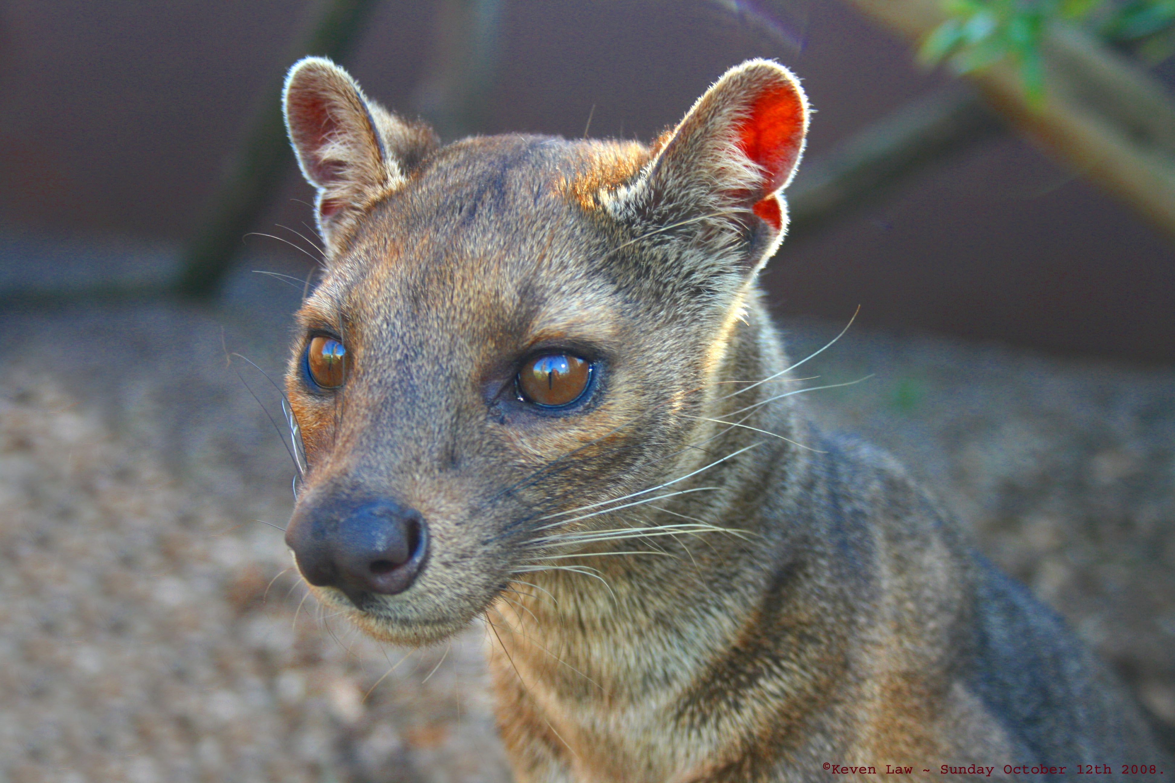 - The Thrilling Prospect of Spotting Rare Wildlife on a ⁢Game Drive