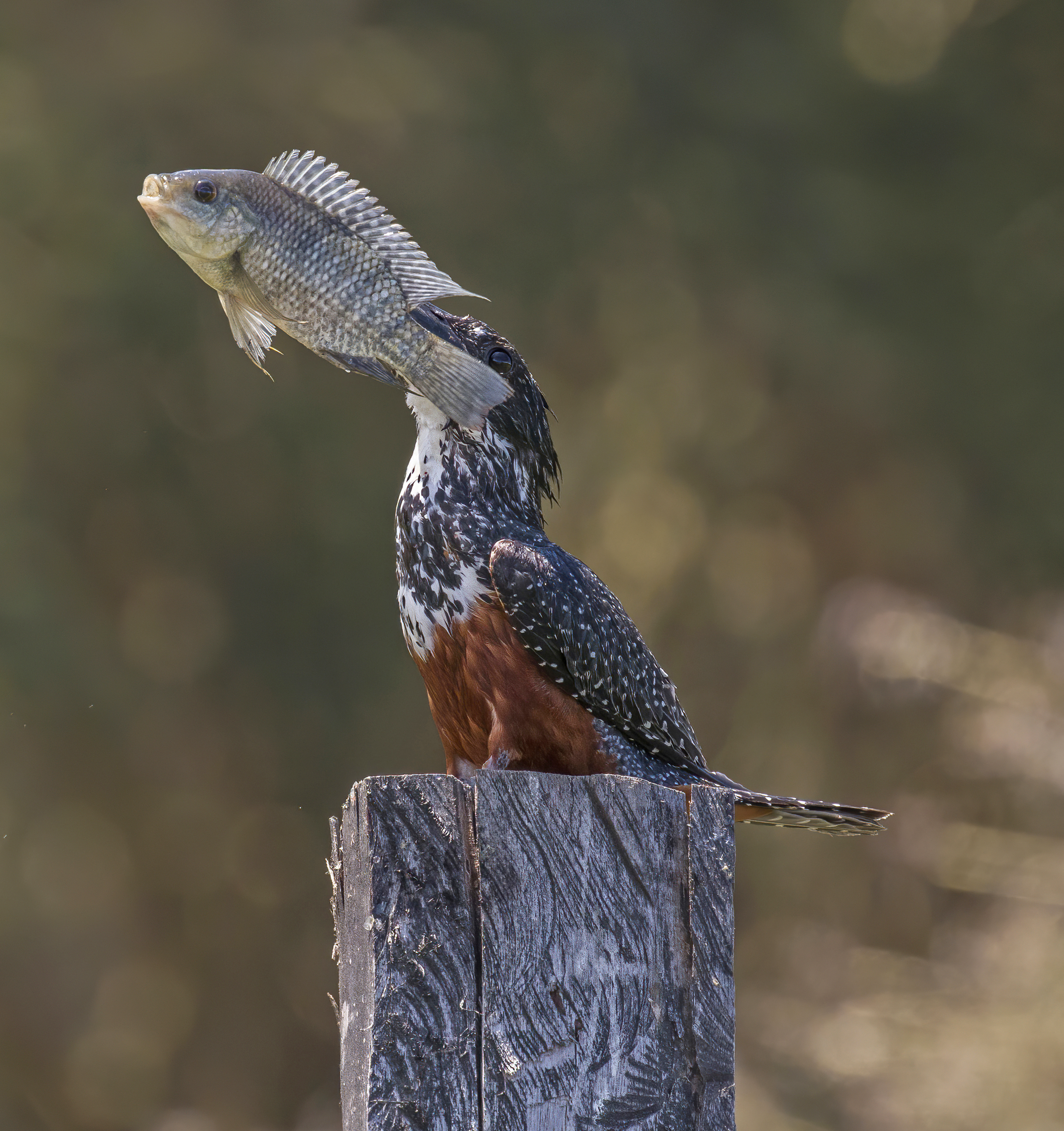 The Habits ‌and Behaviors of the Giant Kingfisher in Masai Mara