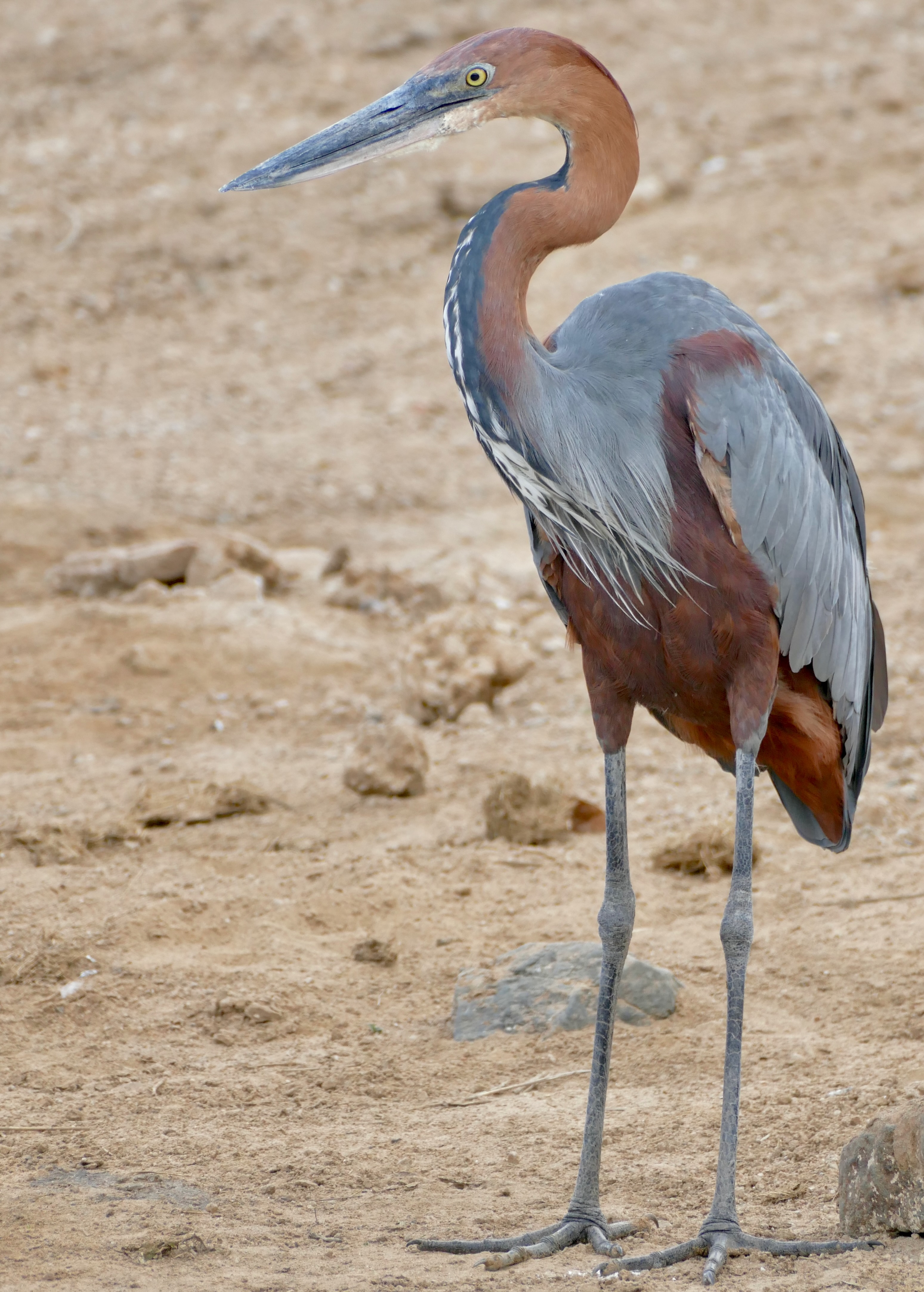 5. Responsible Tourism: Tips for Enjoying and Supporting Goliath Heron Conservation in Masai Mara