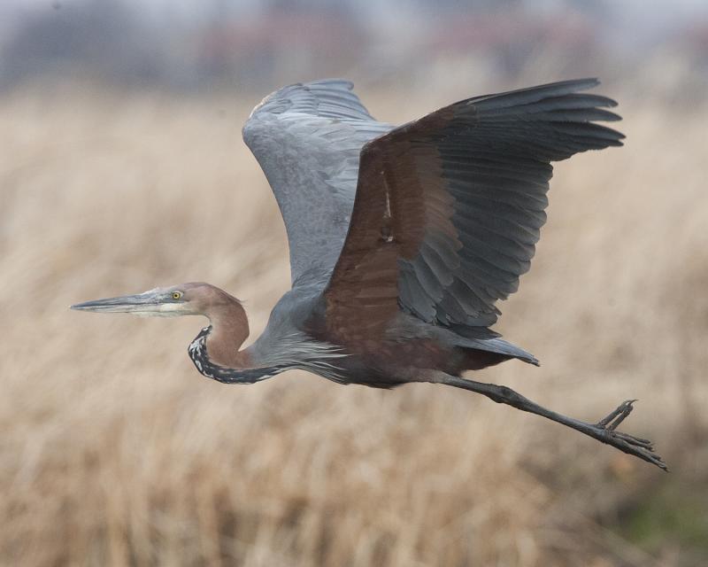 1. ​The Magnificent Goliath Heron: Exploring the Giant of Masai Mara's ⁢Waters