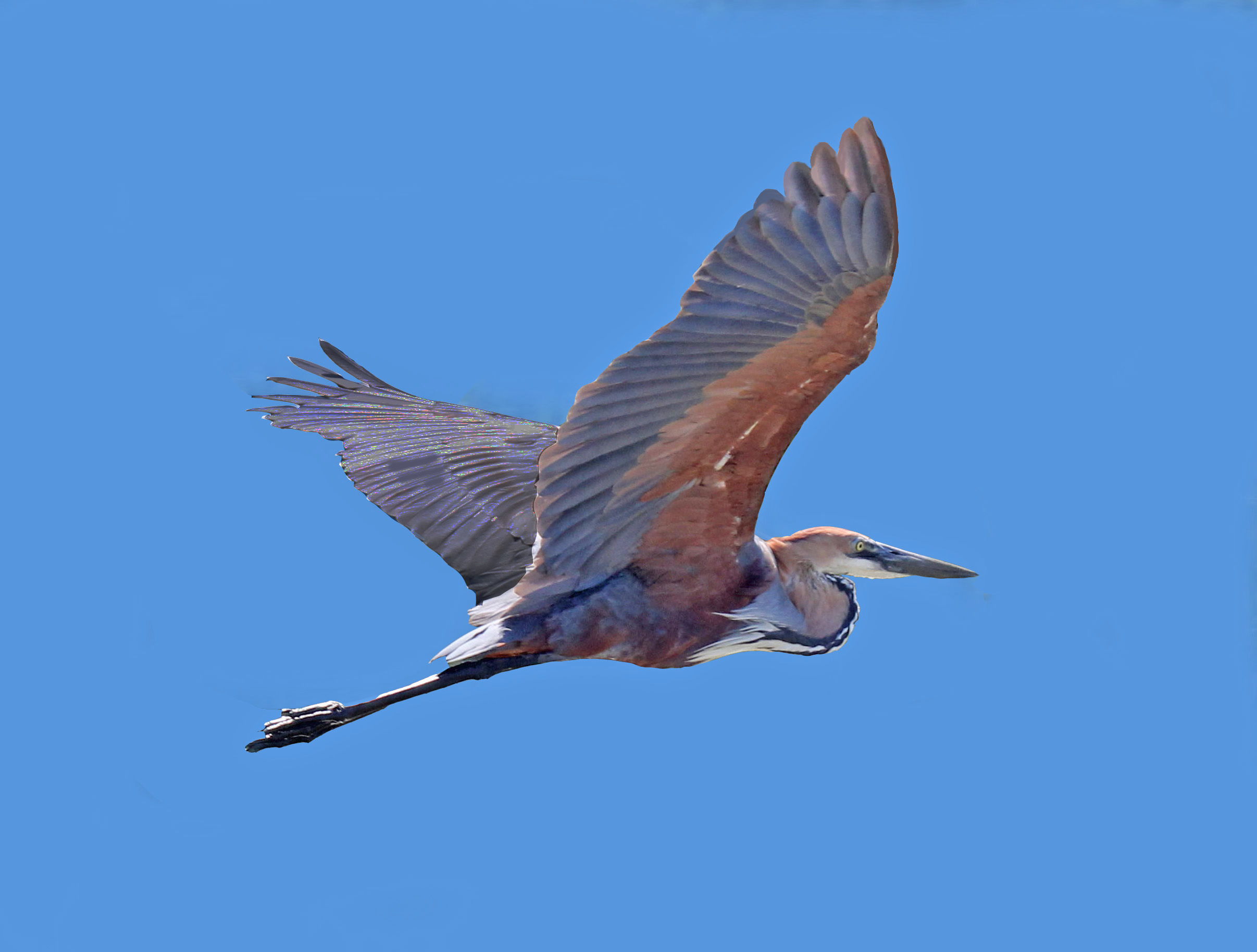 3. Conservation Efforts: Protecting the Goliath ⁣Heron and its Wetland Ecosystem in Masai Mara