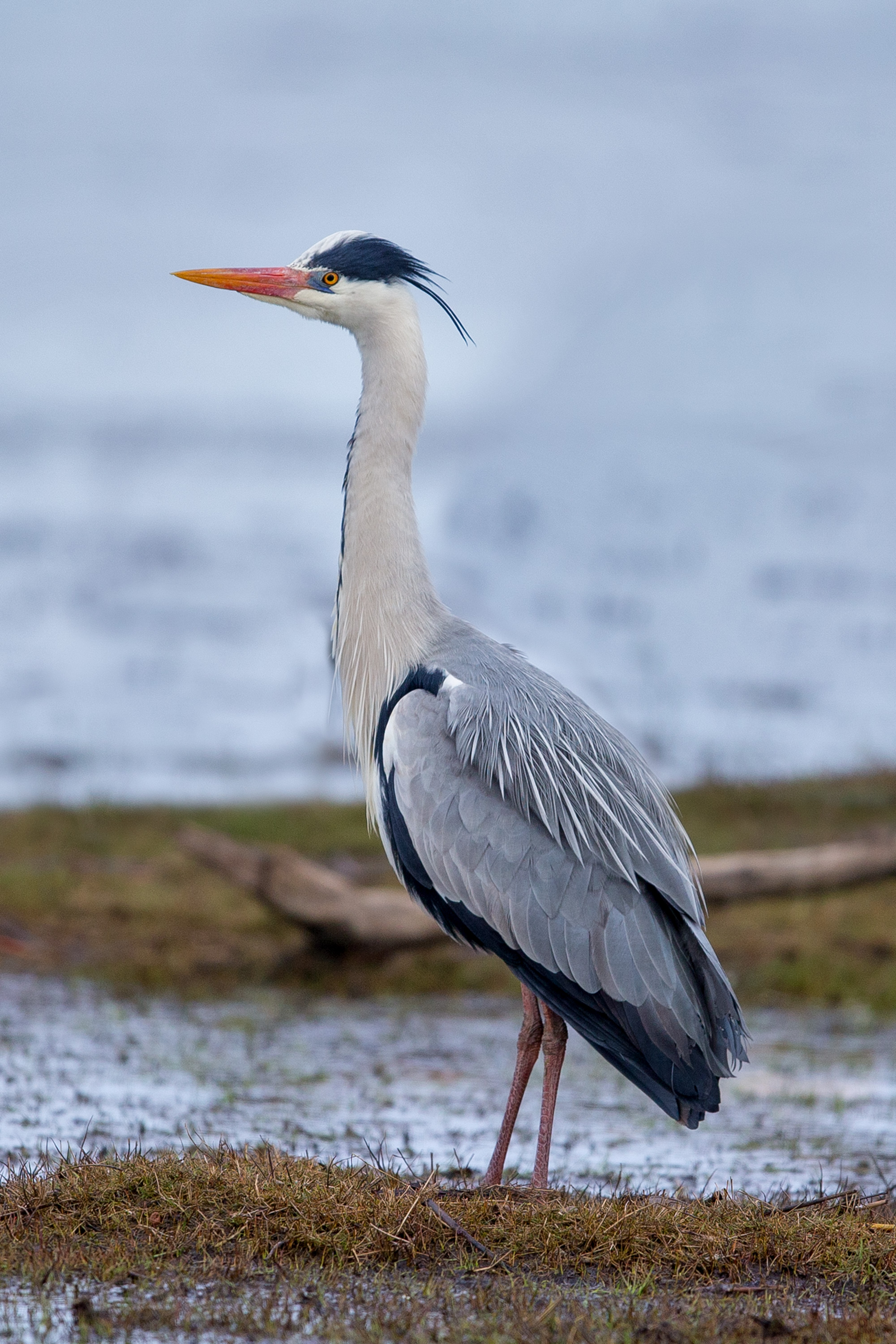 - Discover the Unique Habitat and Behavior of⁤ the Grey Heron in Masai ‌Mara