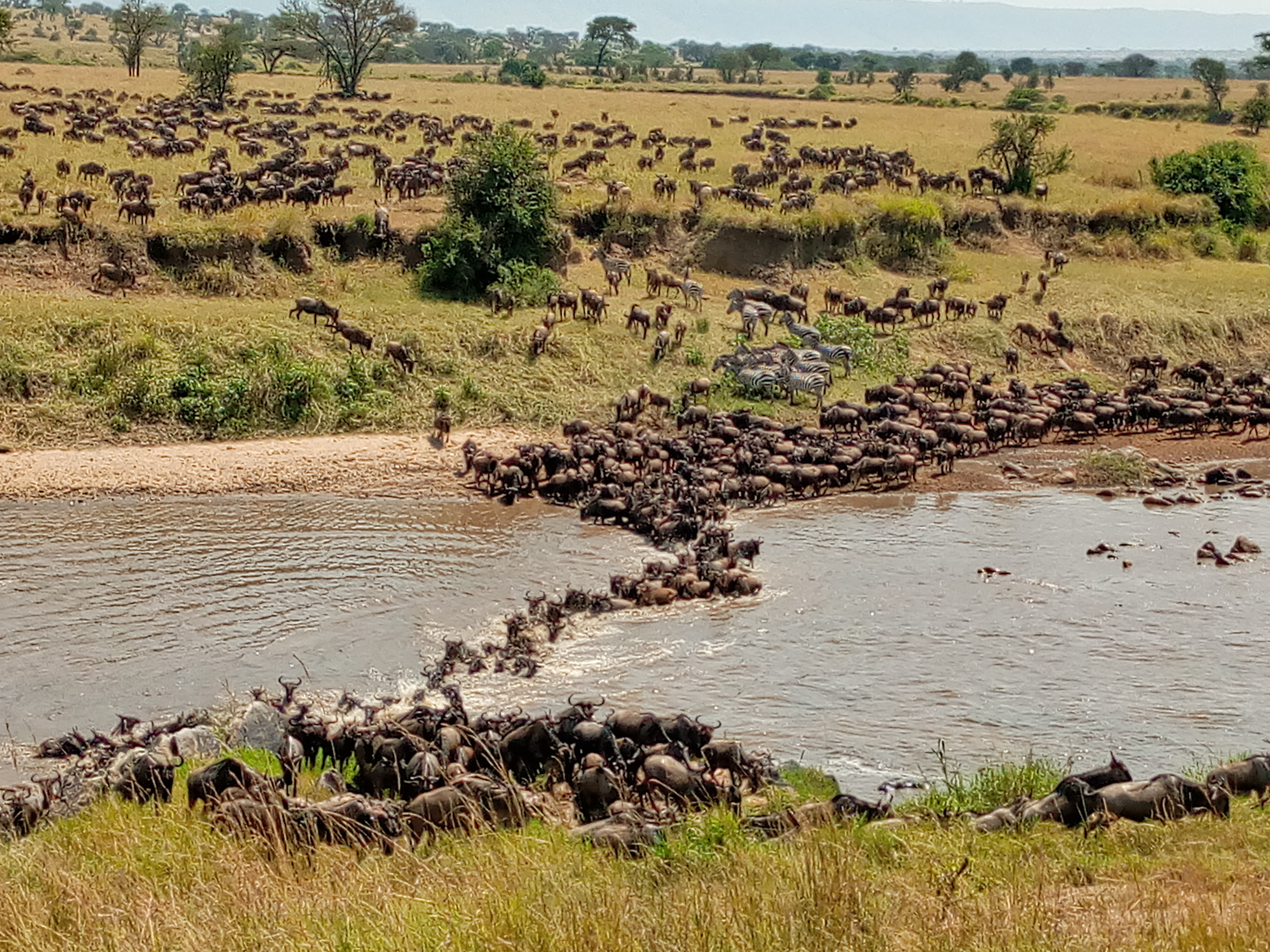 The Mighty Mara River: A Haven for Hippos in Maasai Mara National Park