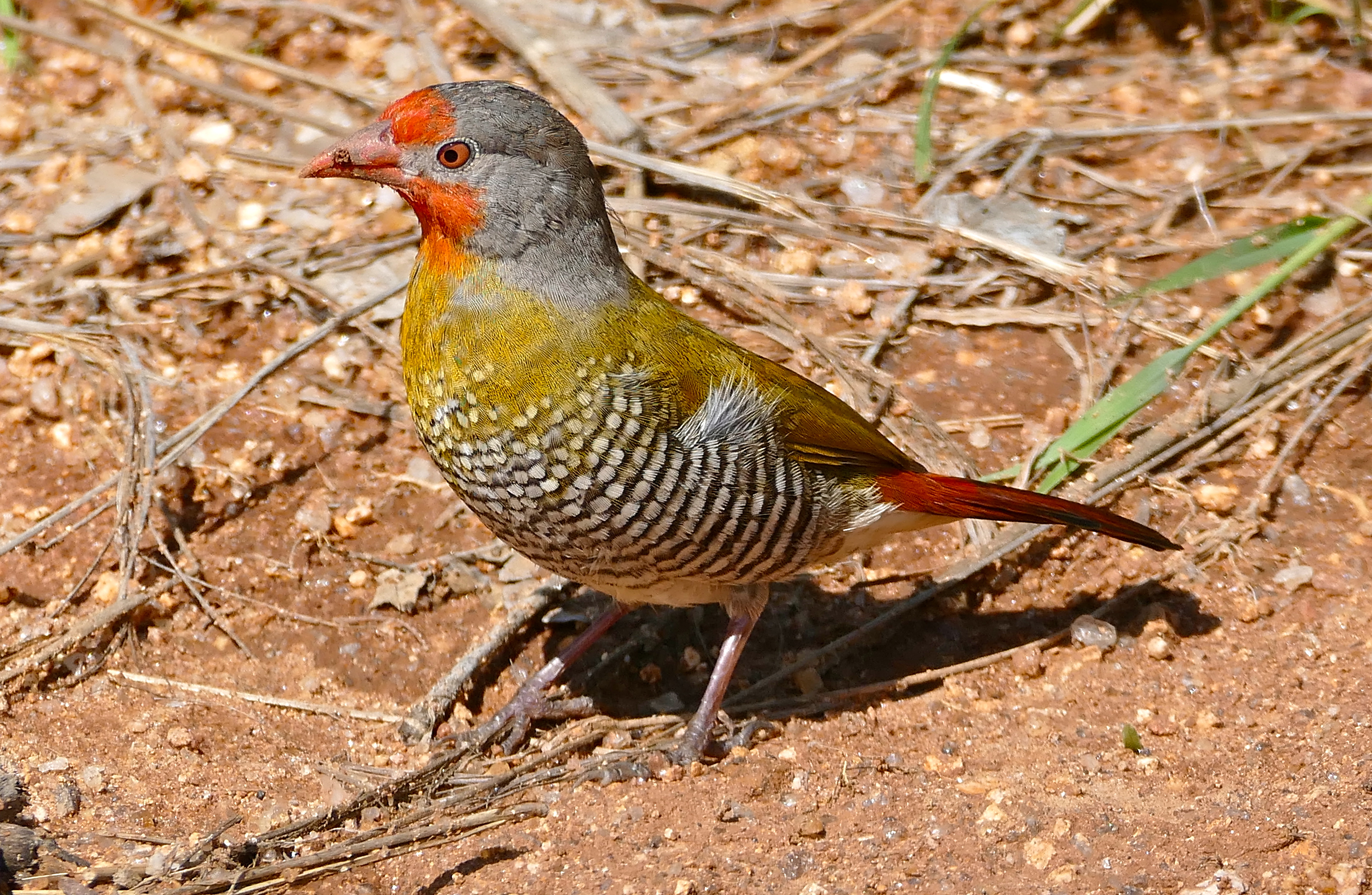 Unraveling⁢ the Ecological Significance of Greenwinged Pytilia's Plumage in ⁤Masai ‍Mara⁢ Ecosystem