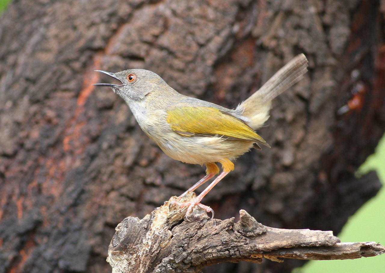 Discovering the Subtle Beauty of Greybacked Camaroptera in Masai Mara