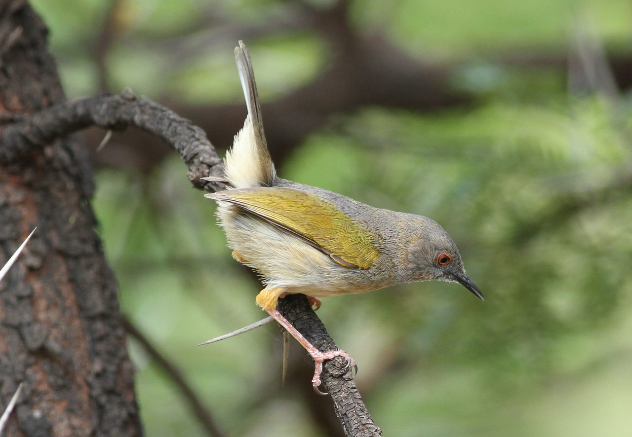 Tips and Techniques ‌for Photographing Greybacked Camaroptera⁤ in Masai Mara