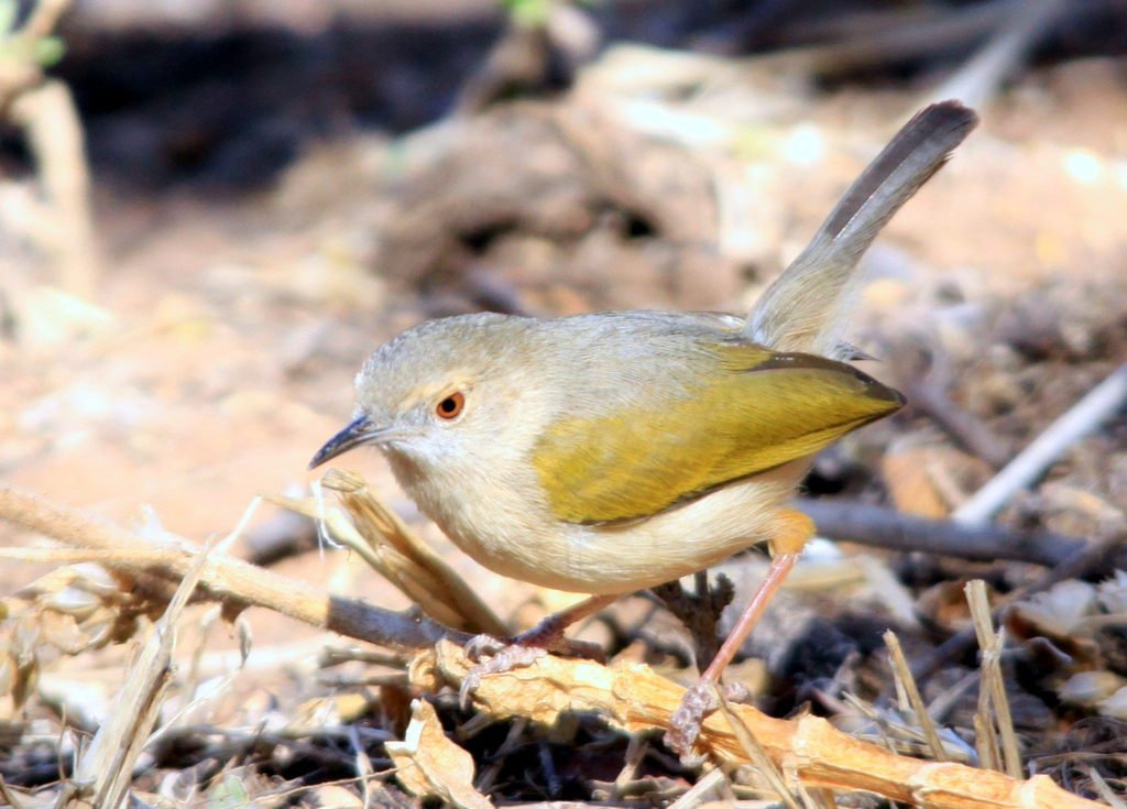 The Elusive Greybacked Camaroptera in Masai⁢ Mara National ⁢Park