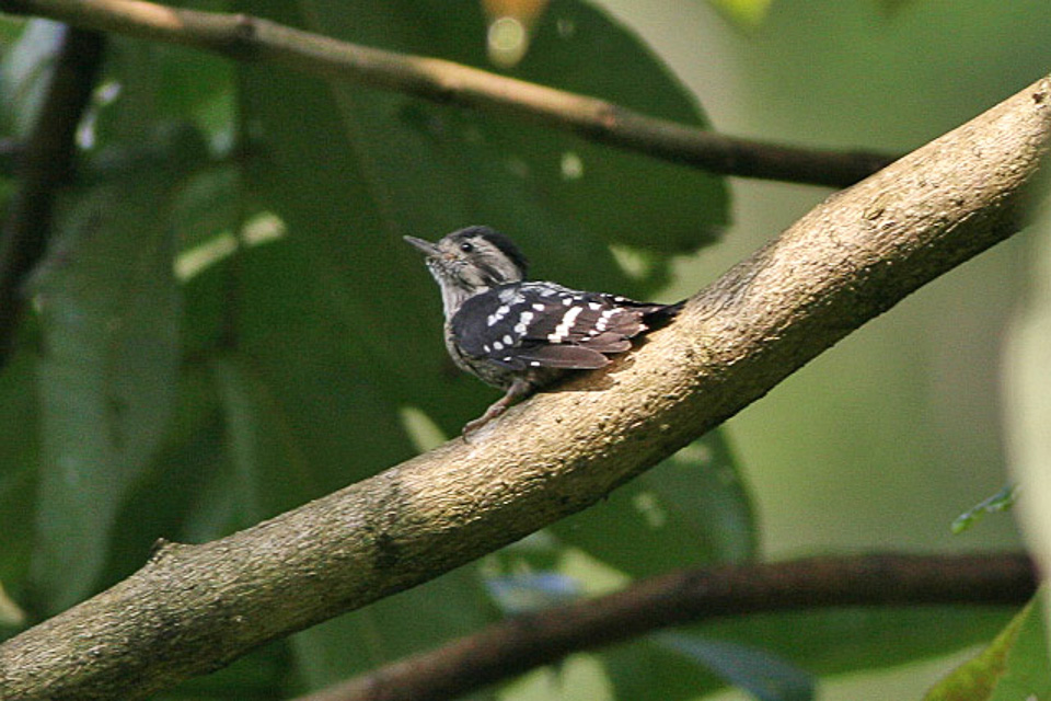 The Importance of Habitat Preservation for ⁤the Greycapped Warbler