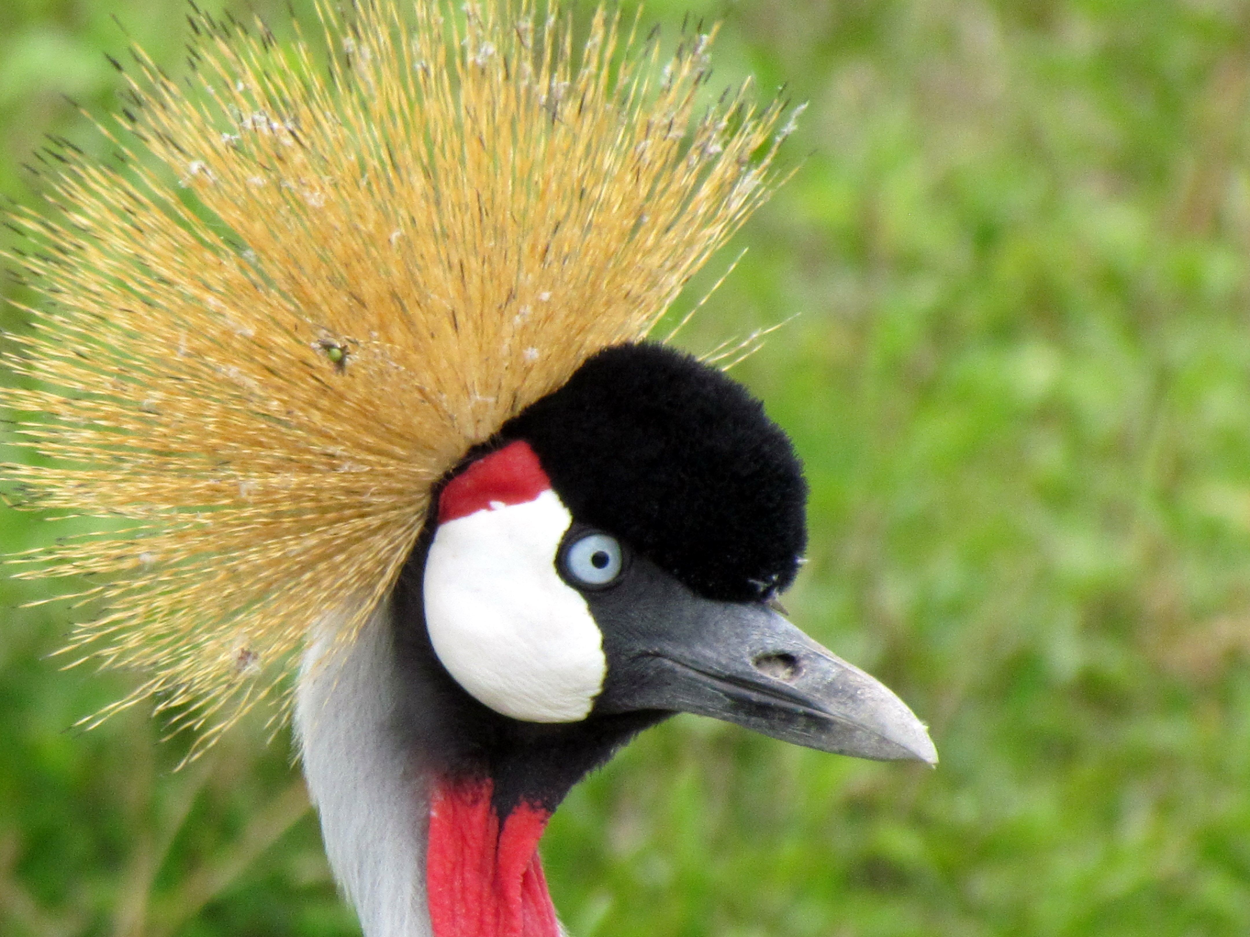 The Extravagant ‍Courtship​ Rituals and Mating Habits of Grey ⁣Crowned Cranes