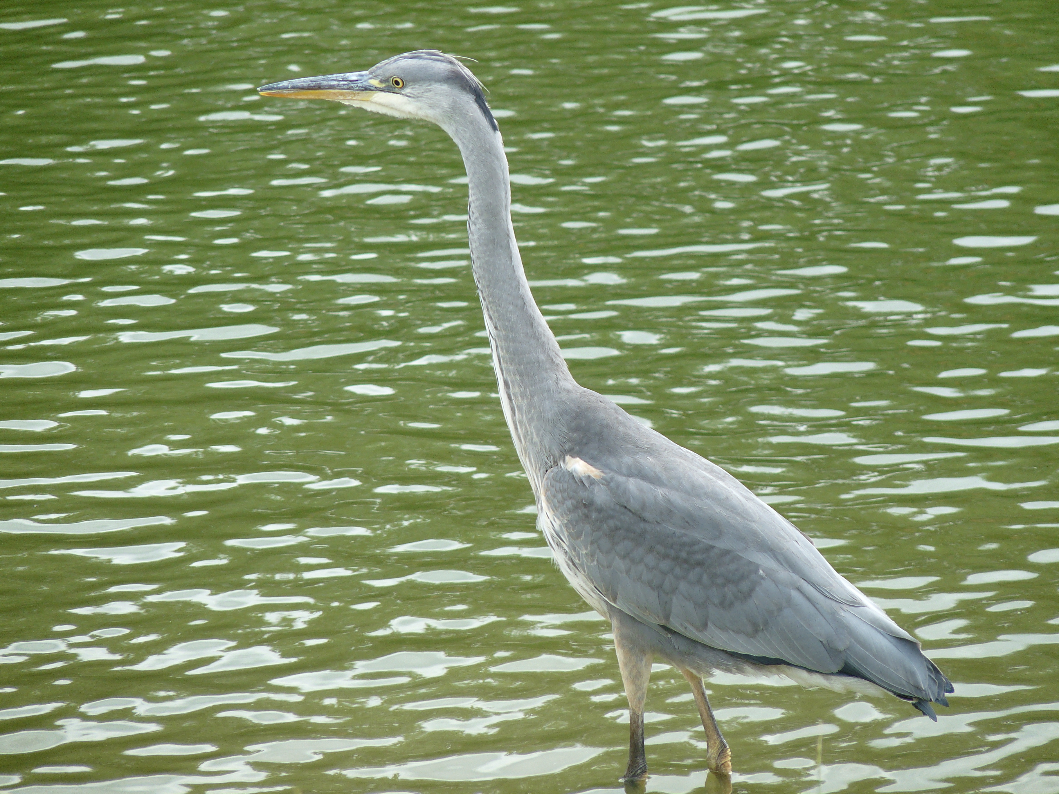 - Unveiling the Enchanting Beauty of the Grey Heron in Masai Mara National Park