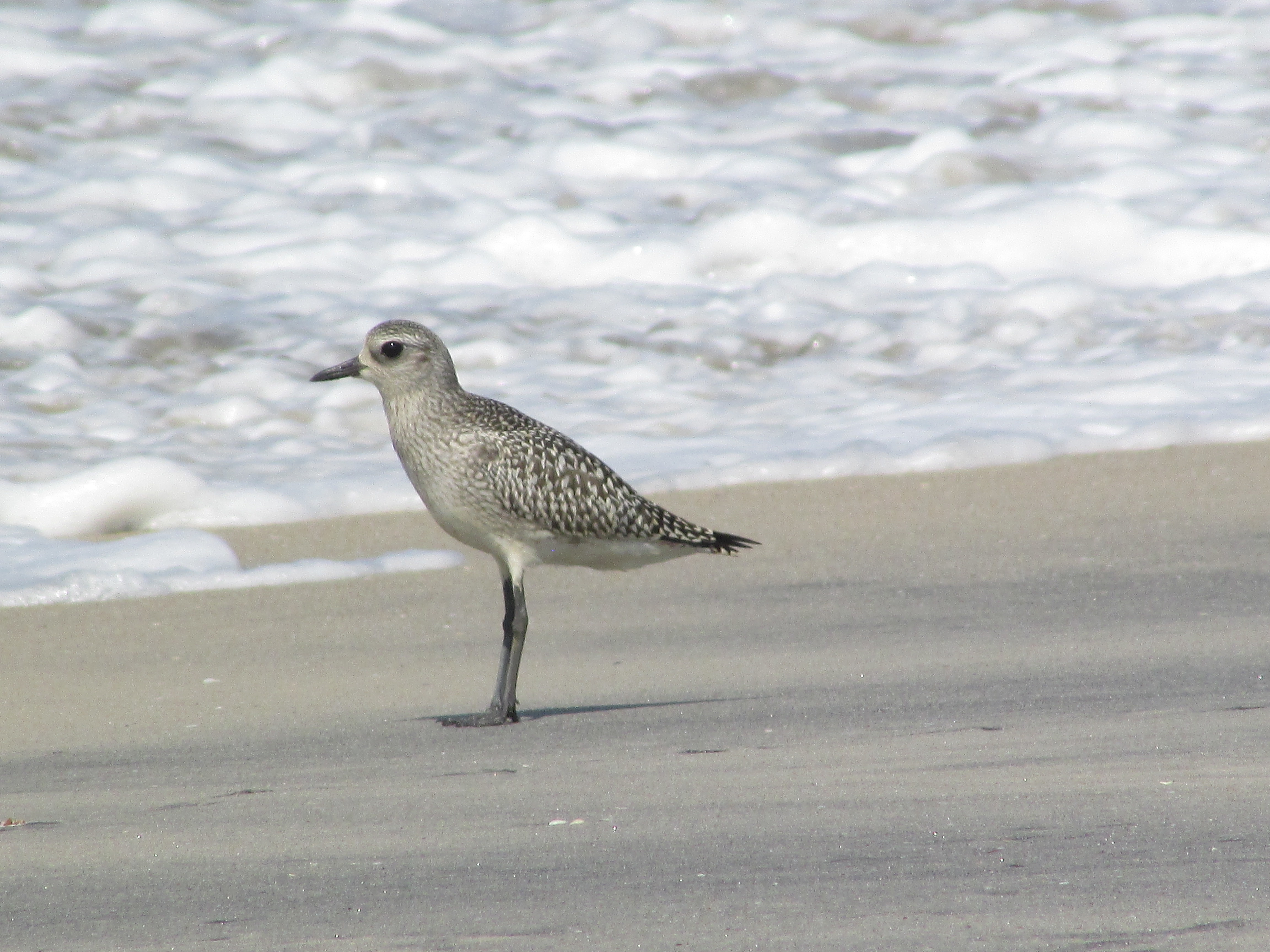 Conservation Efforts⁢ for Grey Plovers in Masai ⁢Mara ⁣National Park