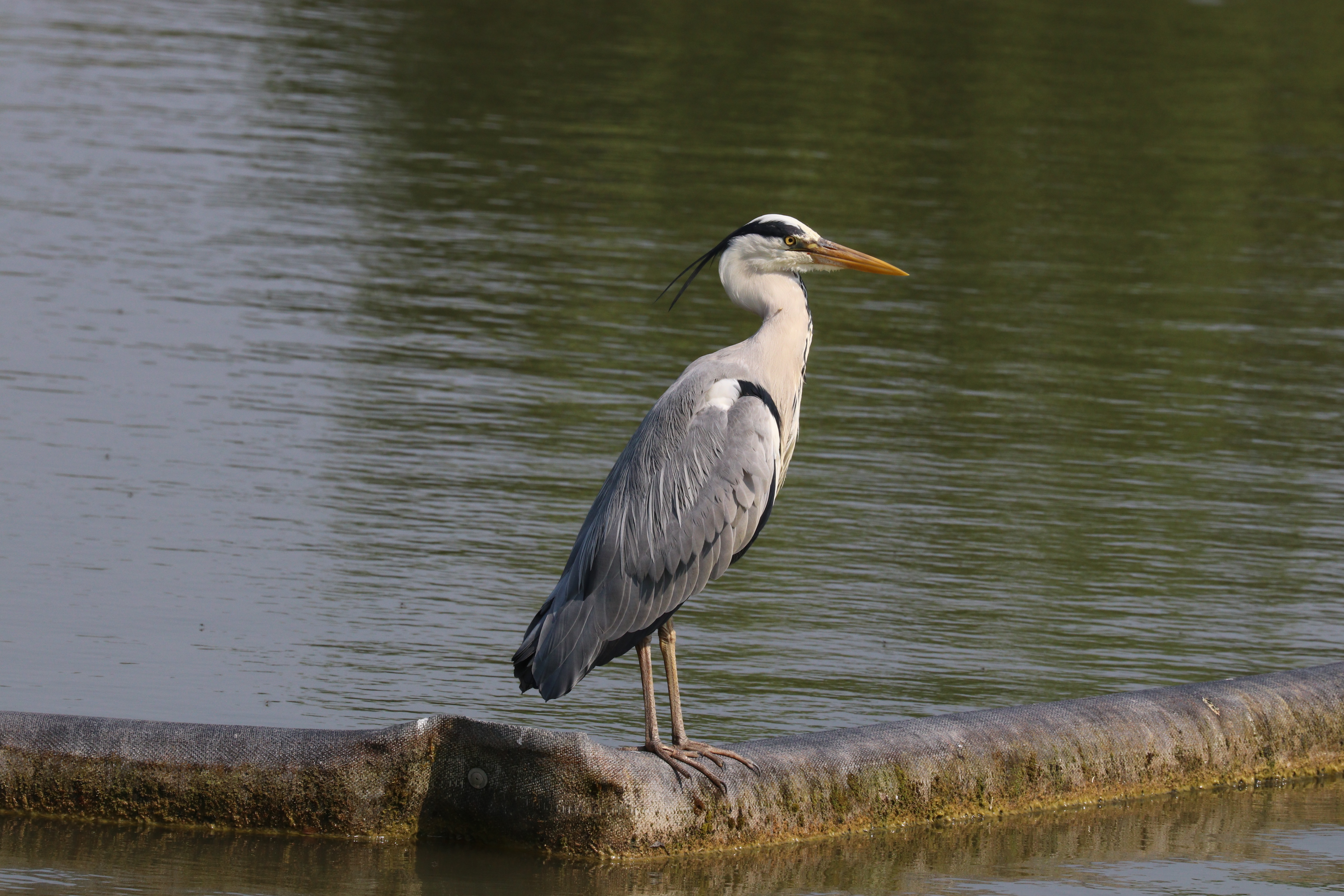 - ‍Exploring the Grey​ Heron's ⁤Role in Masai ‍Mara's Ecosystem