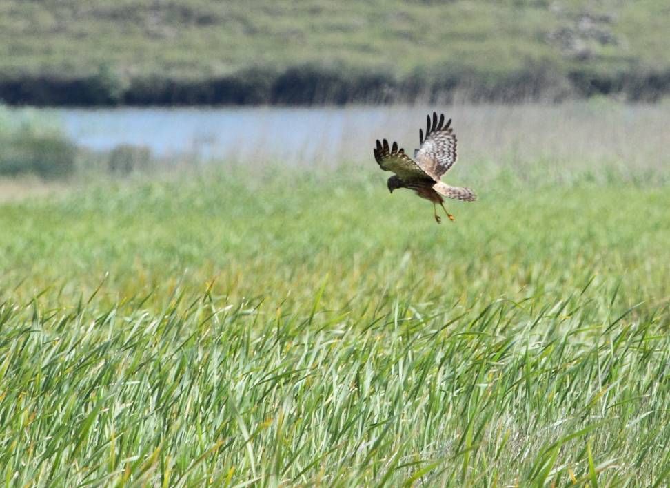 - Understanding the Unique Hunting Techniques of the African Marsh Harrier in the Wetlands of Masai Mara