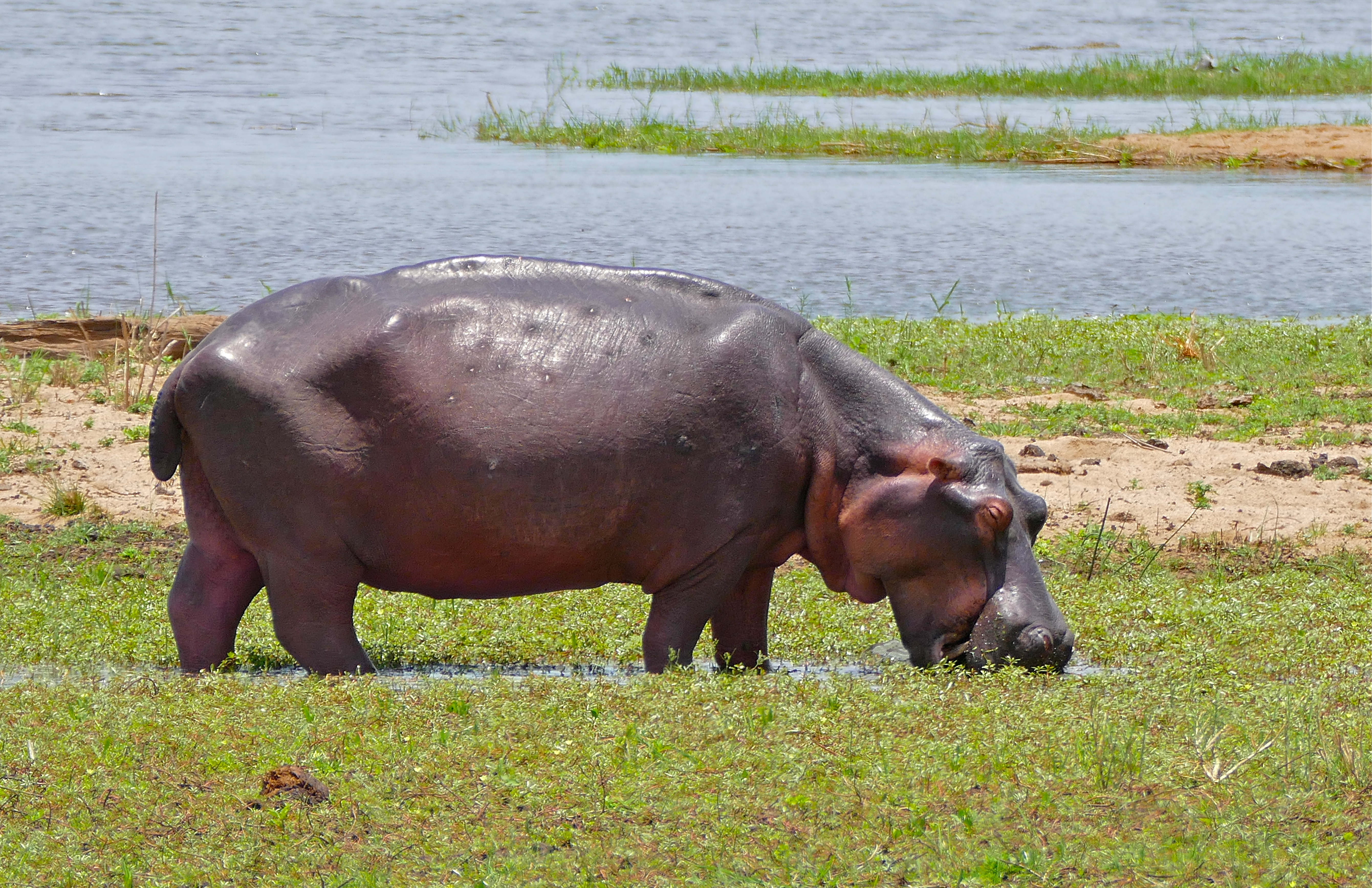 Tips for an Unforgettable Experience: Enhancing Your Hippo Spotting Adventure in Maasai Mara