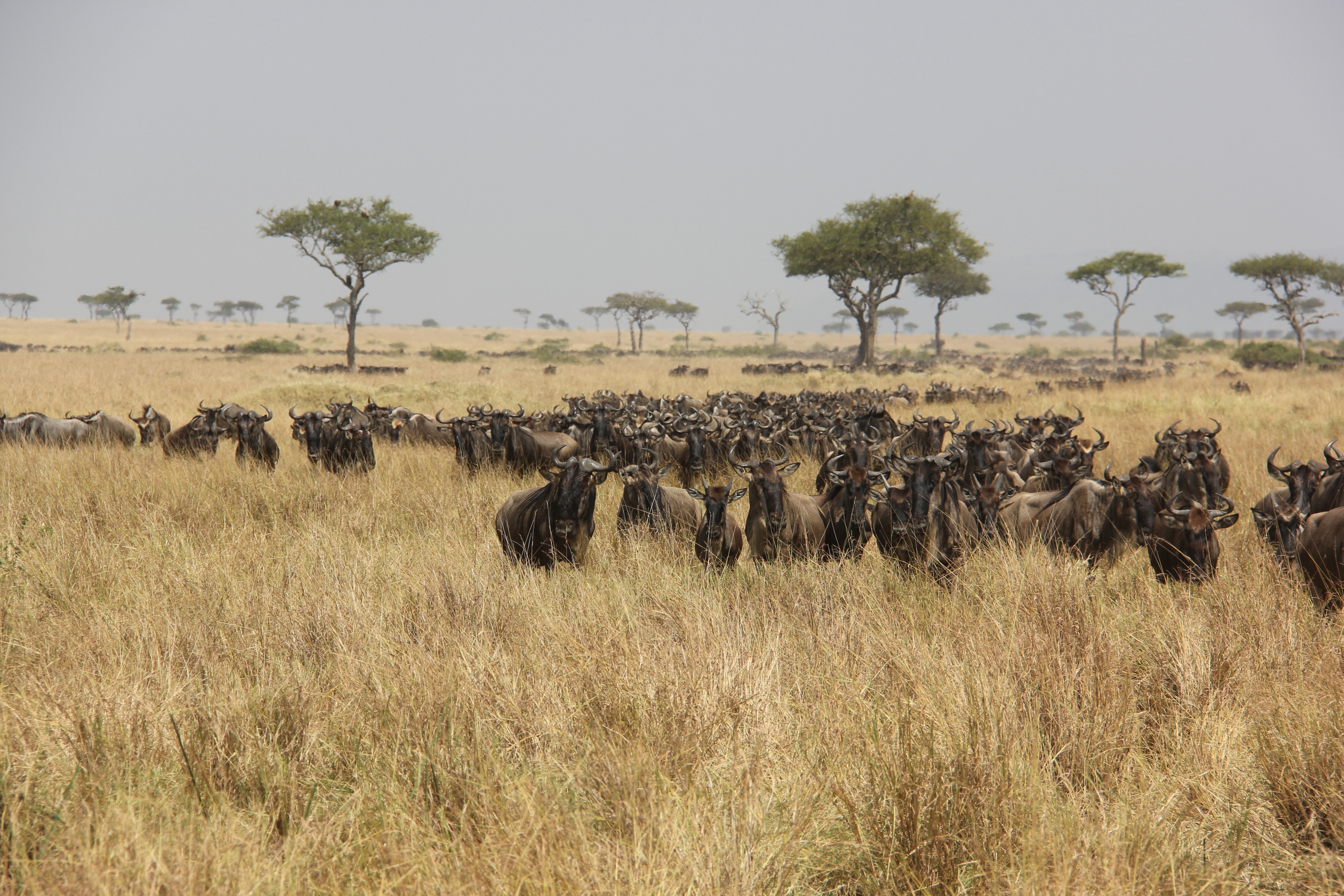 Soar Across​ the Magnificent Mara⁣ Triangle:‍ Unearth‌ the Geological Treasures from the Sky