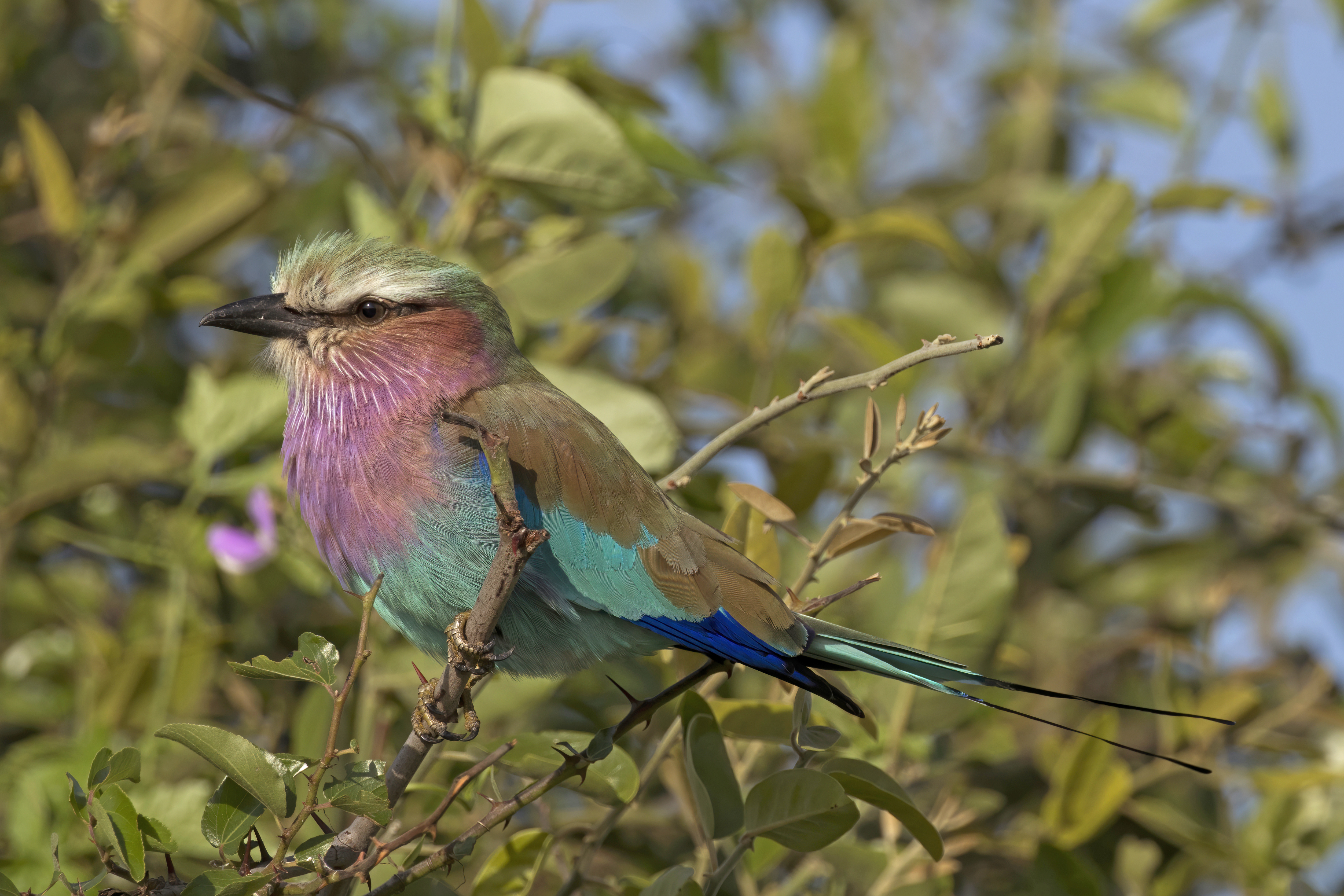 Best Practices for Spotting and Photographing ​Lilac-breasted Rollers in ‌Masai⁢ Mara