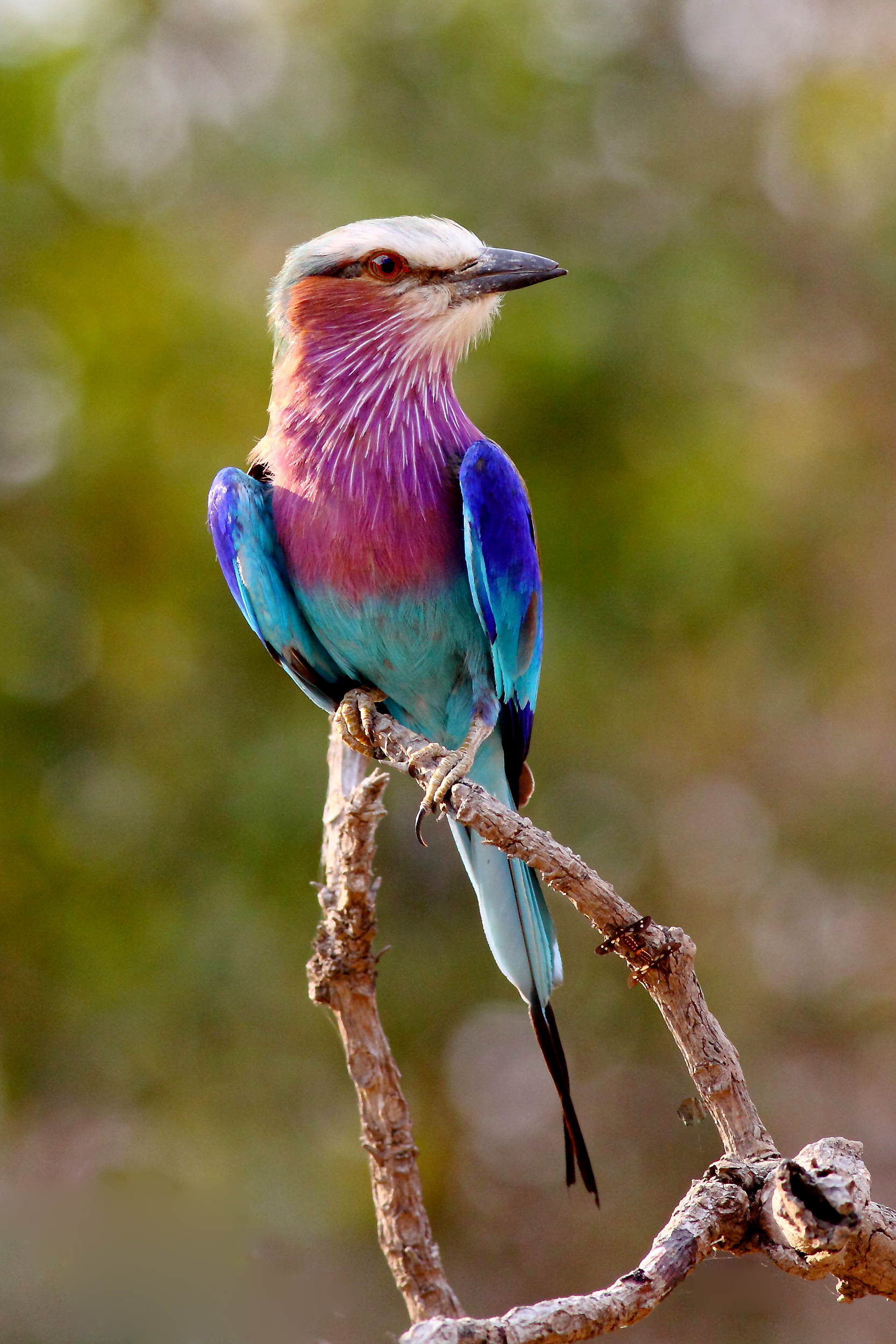 Lilac-breasted Roller: Discovering the Majestic Avian Jewel of Masai Mara