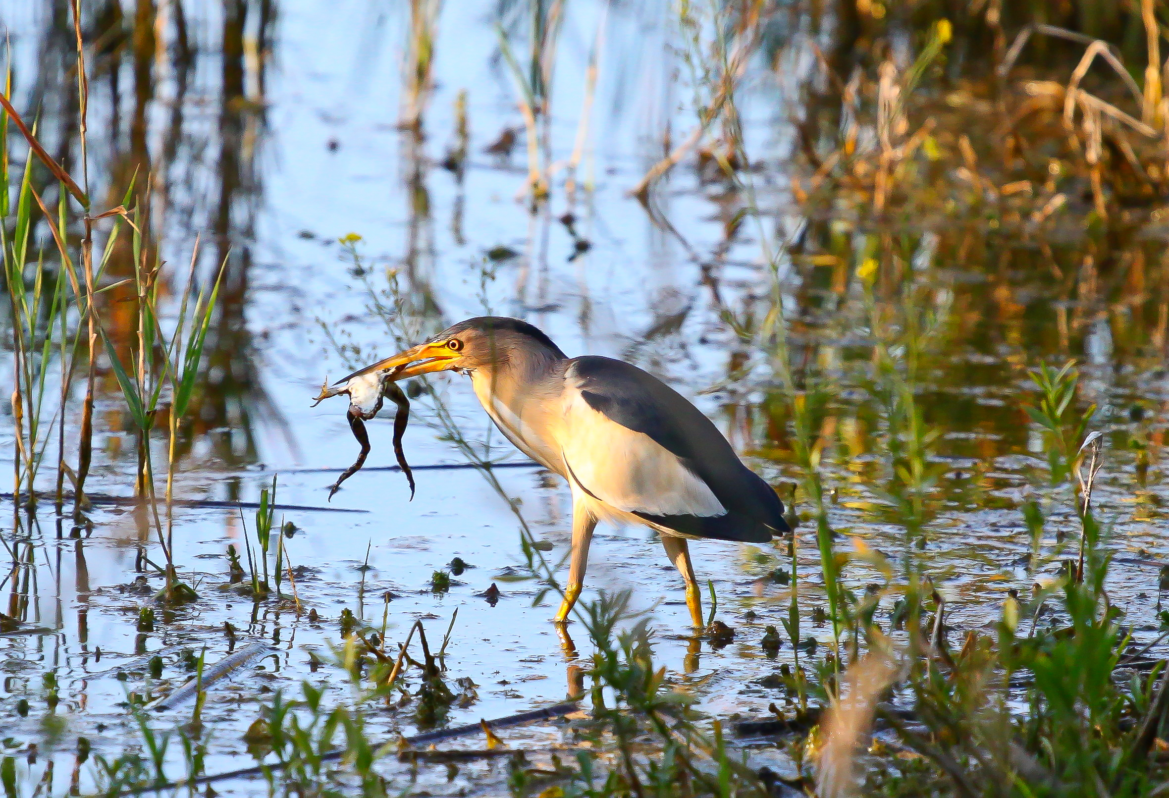 Heading ‍2: Mysterious Yet Fascinating: Unraveling the Unique Characteristics of⁣ the Little Bittern