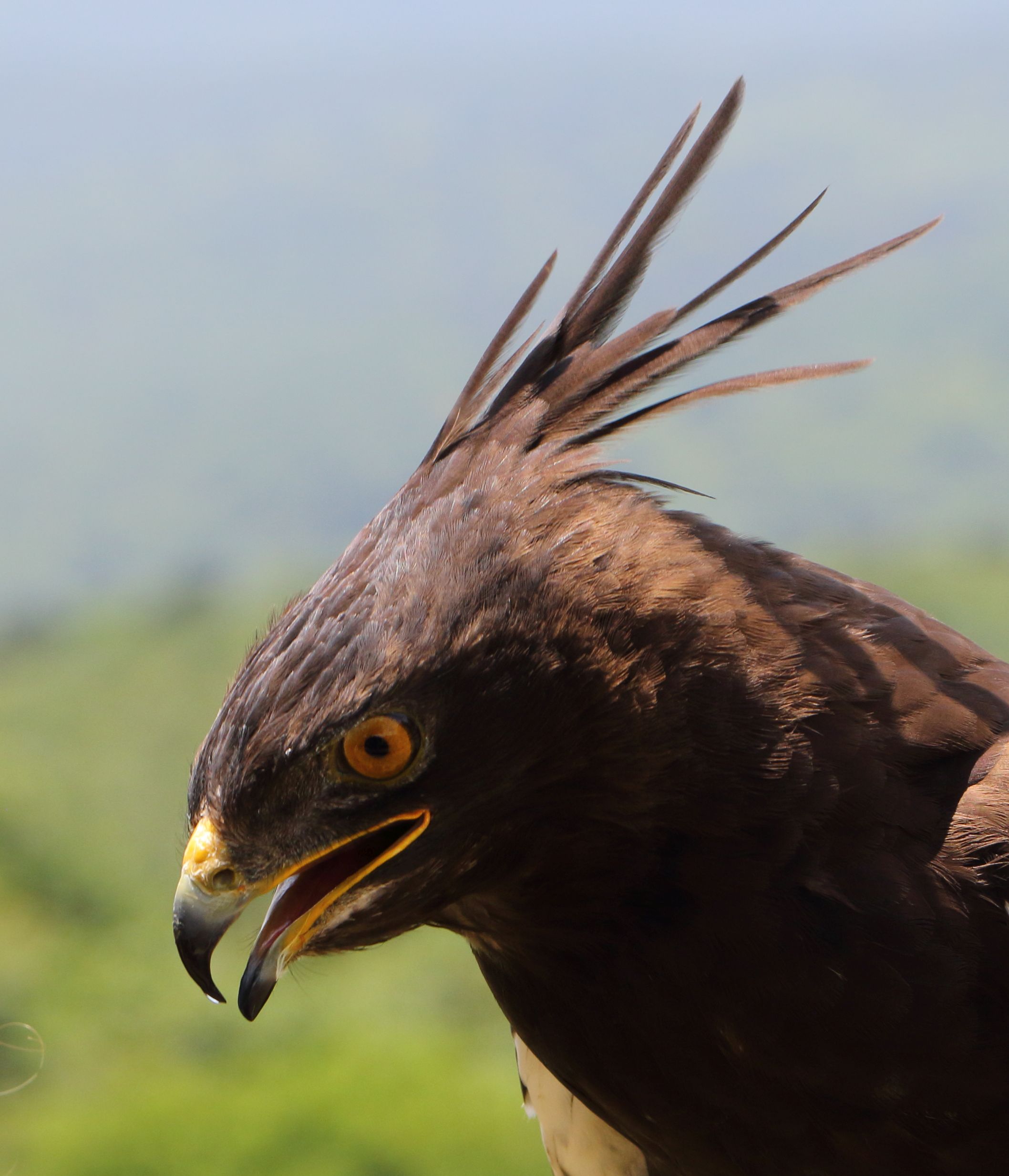 3. The Role ⁢of Longcrested Eagles in Maintaining Ecological Balance‌ within ‍Masai Mara National Park