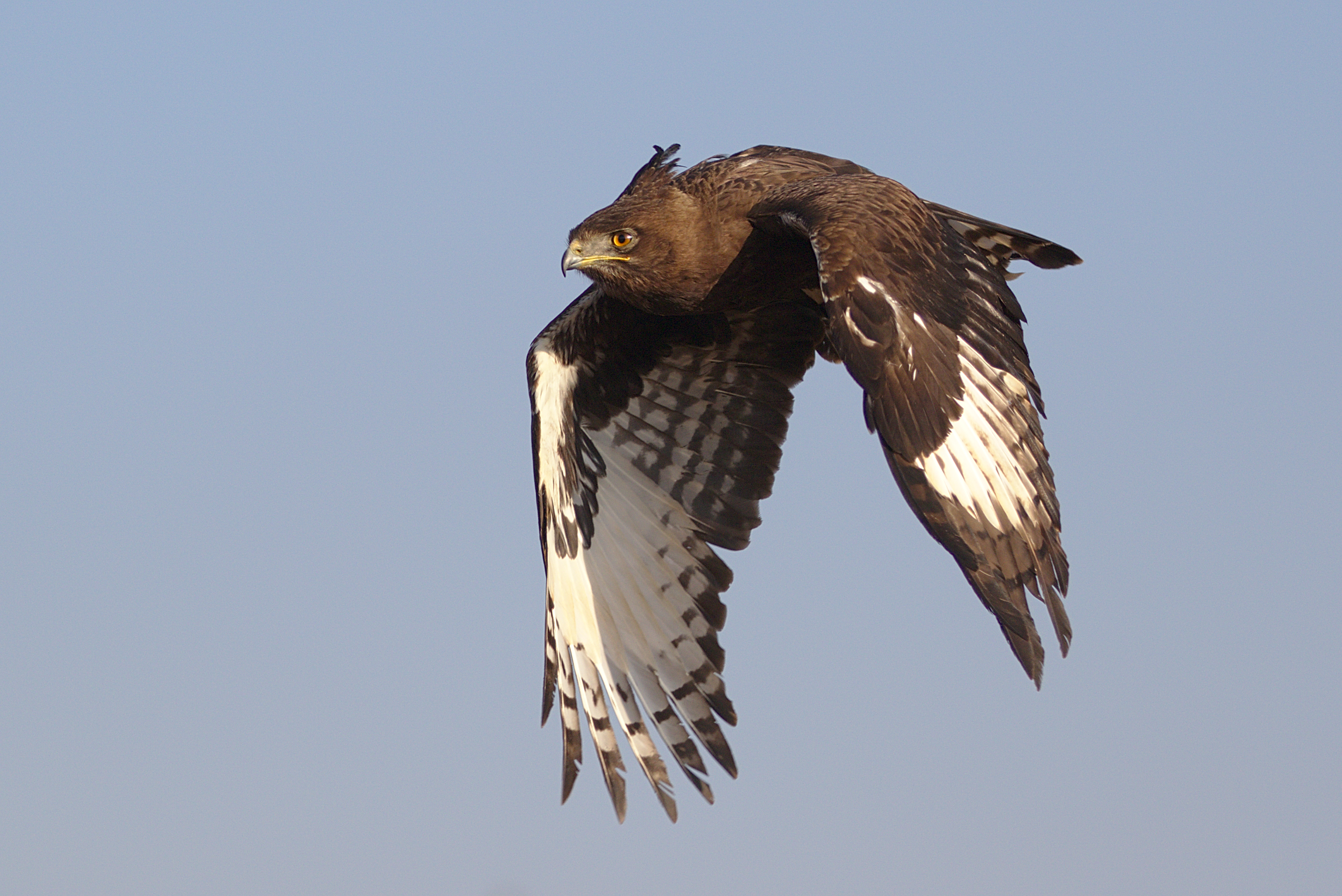 1. Introduction to the Longcrested Eagle: A Majestic Predator of the ​Masai Mara