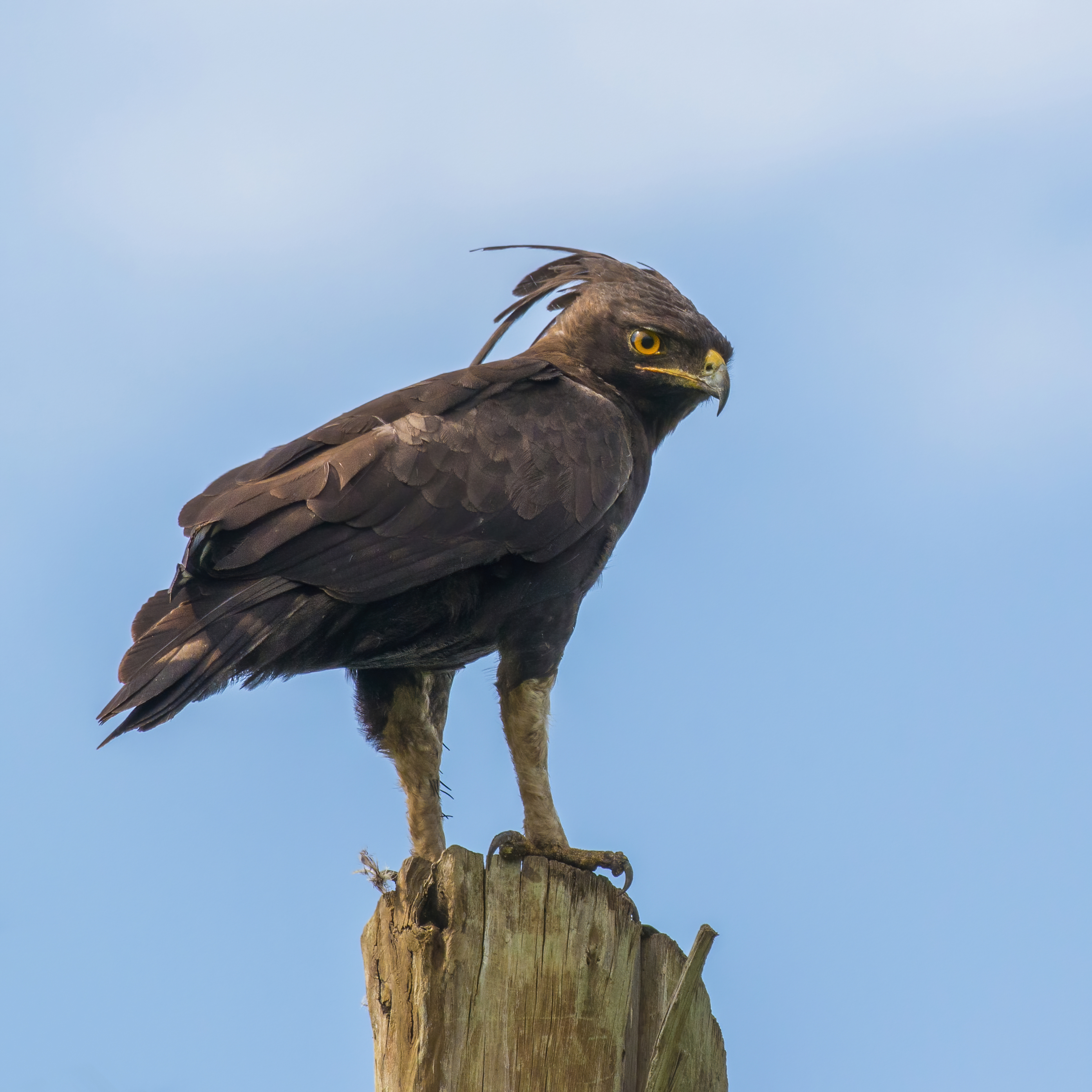 2. Habitats and Behavior: The Longcrested Eagle's Fascinating Adaptations and Activities in Masai‍ Mara