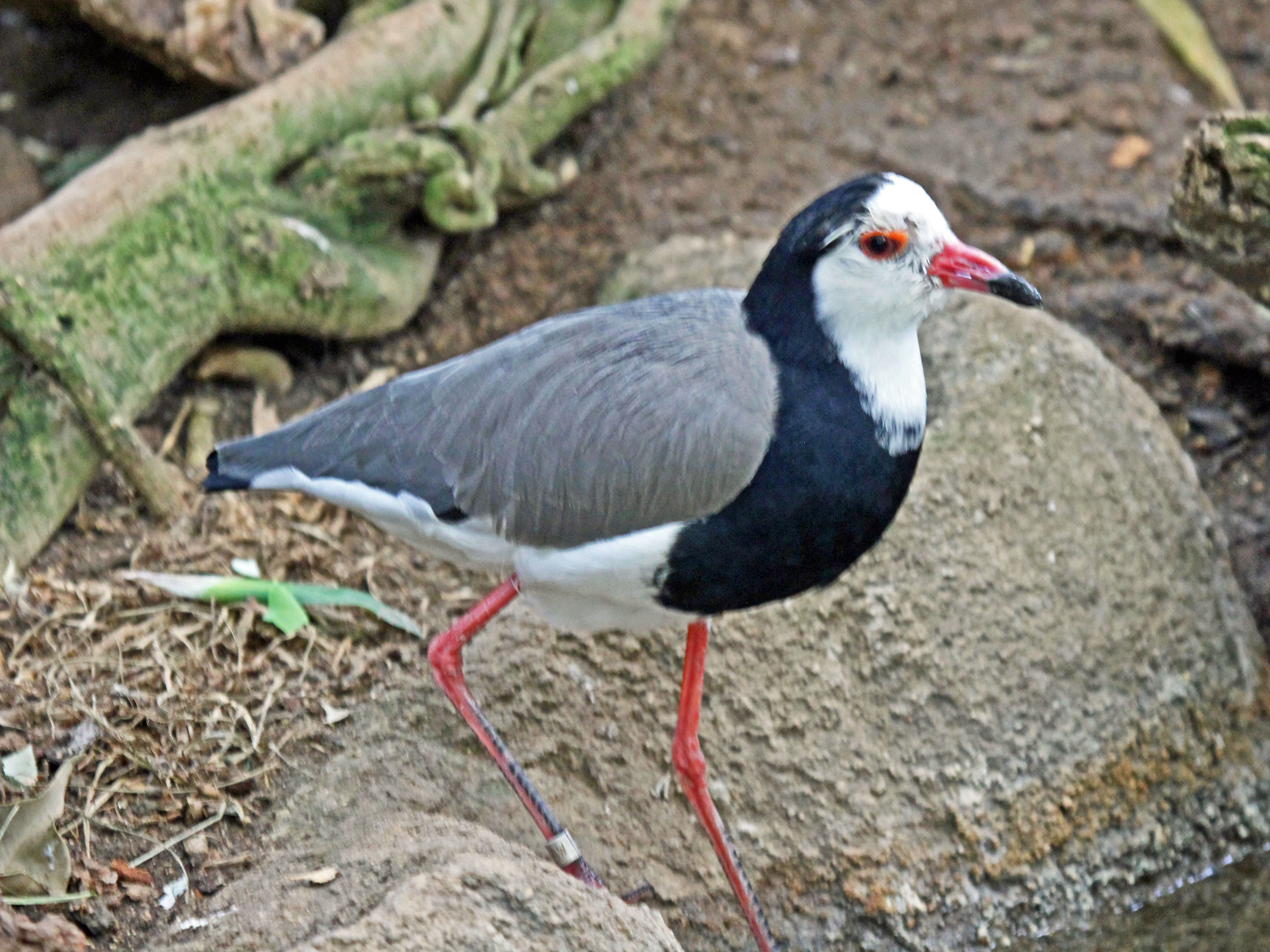 Protecting ‍the Longtoed Lapwing: Measures‌ and Recommendations‍ in Masai Mara