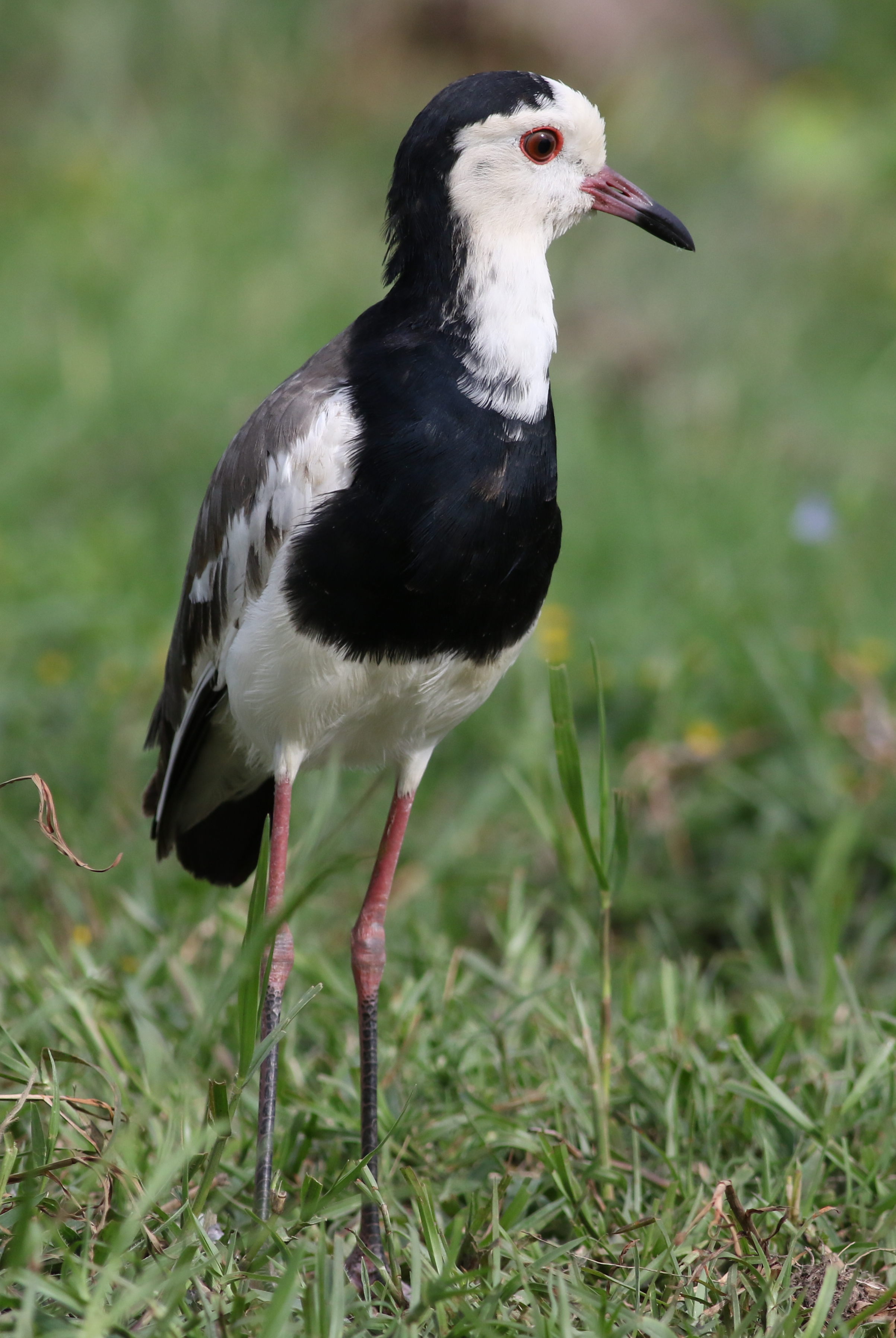 Understanding the Longtoed Lapwing's Behavior and ⁣Habitat in Masai ⁢Mara