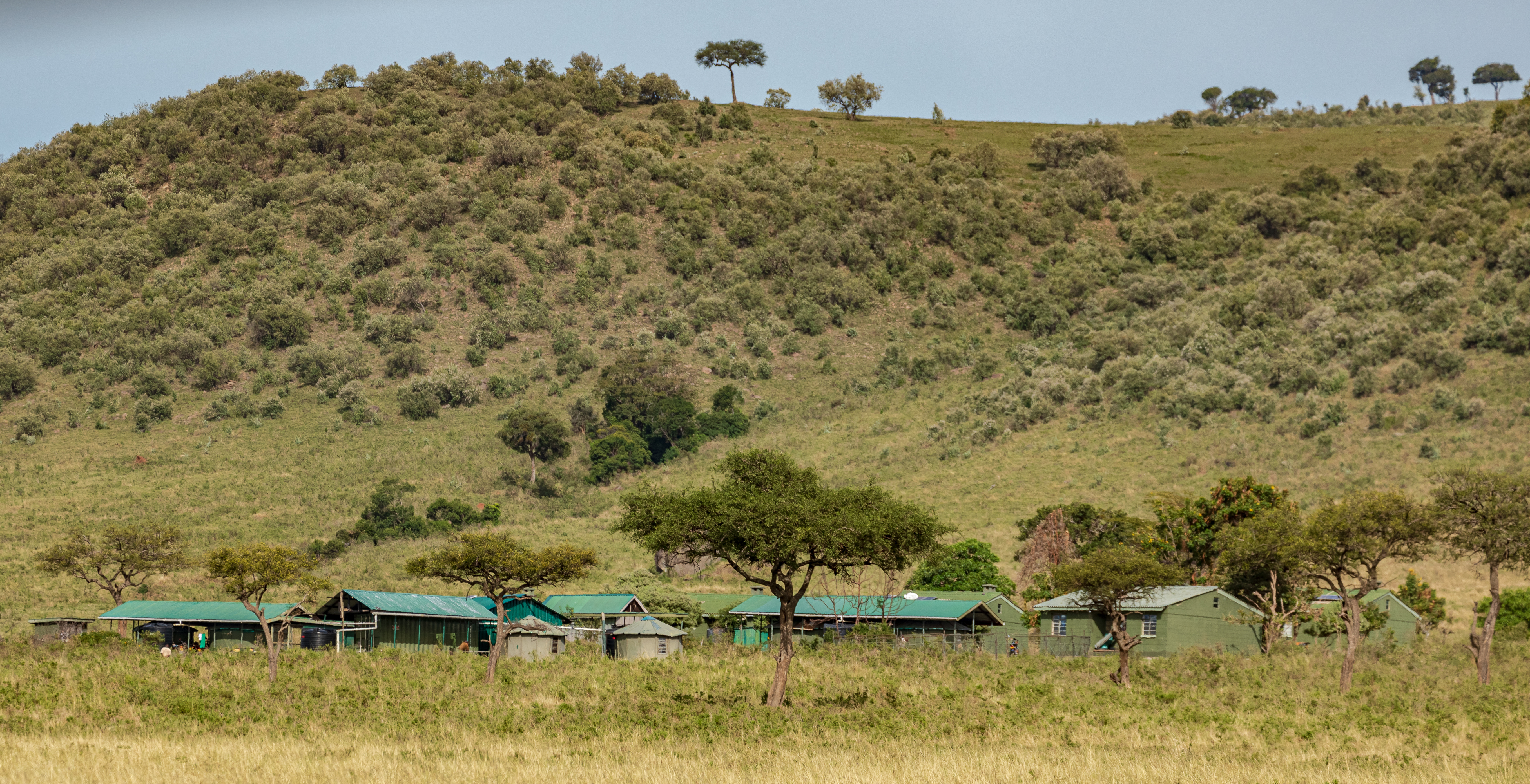 A Unique Perspective: ‌Riding Safaris in Maasai Mara​ National Park