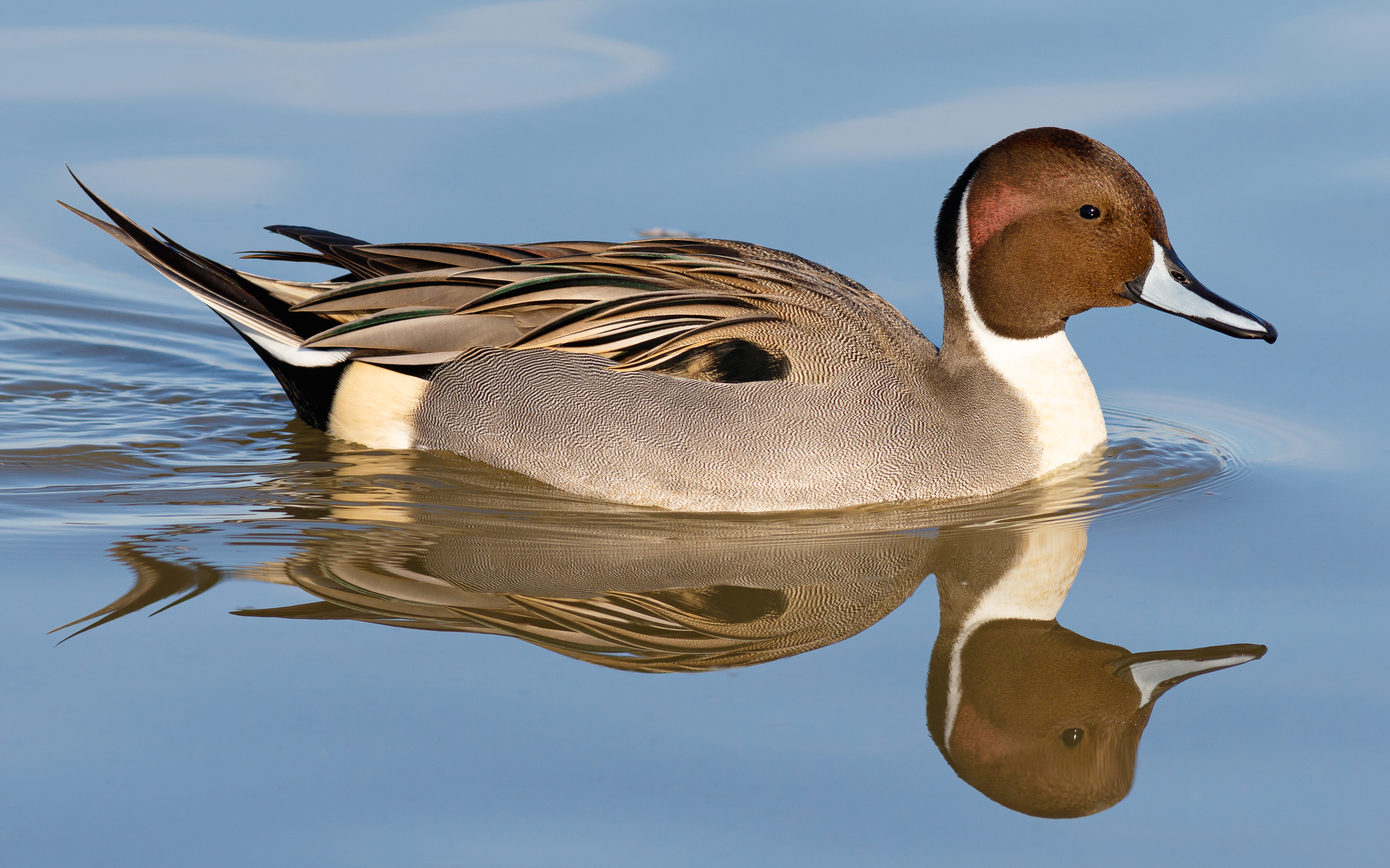 Explore the Ecological Significance of the Northern Pintail in Masai Mara