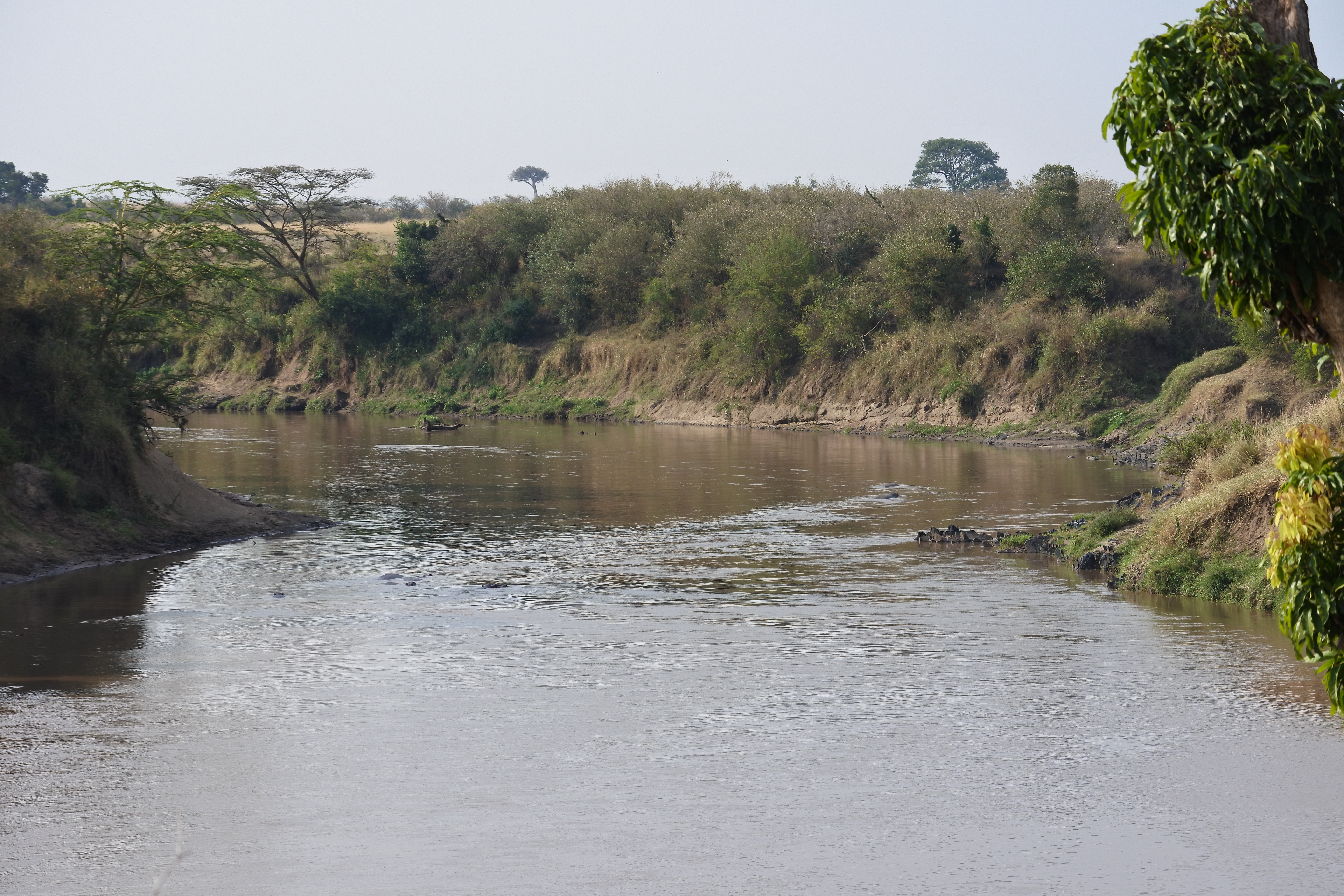 Unveiling the Majestic Mara River: a Playground for Wildlife