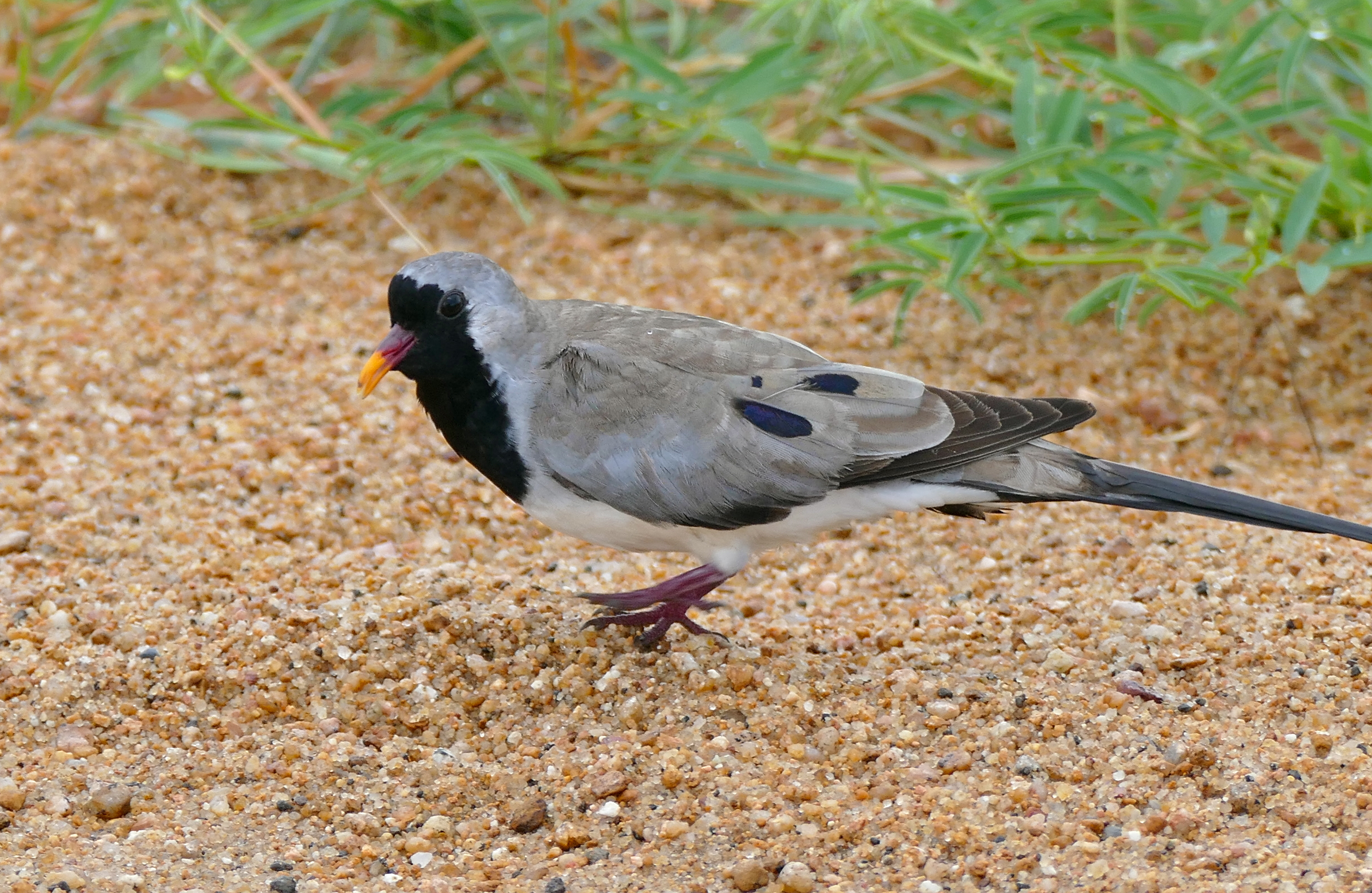 The Subtle⁣ Beauty⁢ of Namaqua Dove in Masai‌ Mara National Park