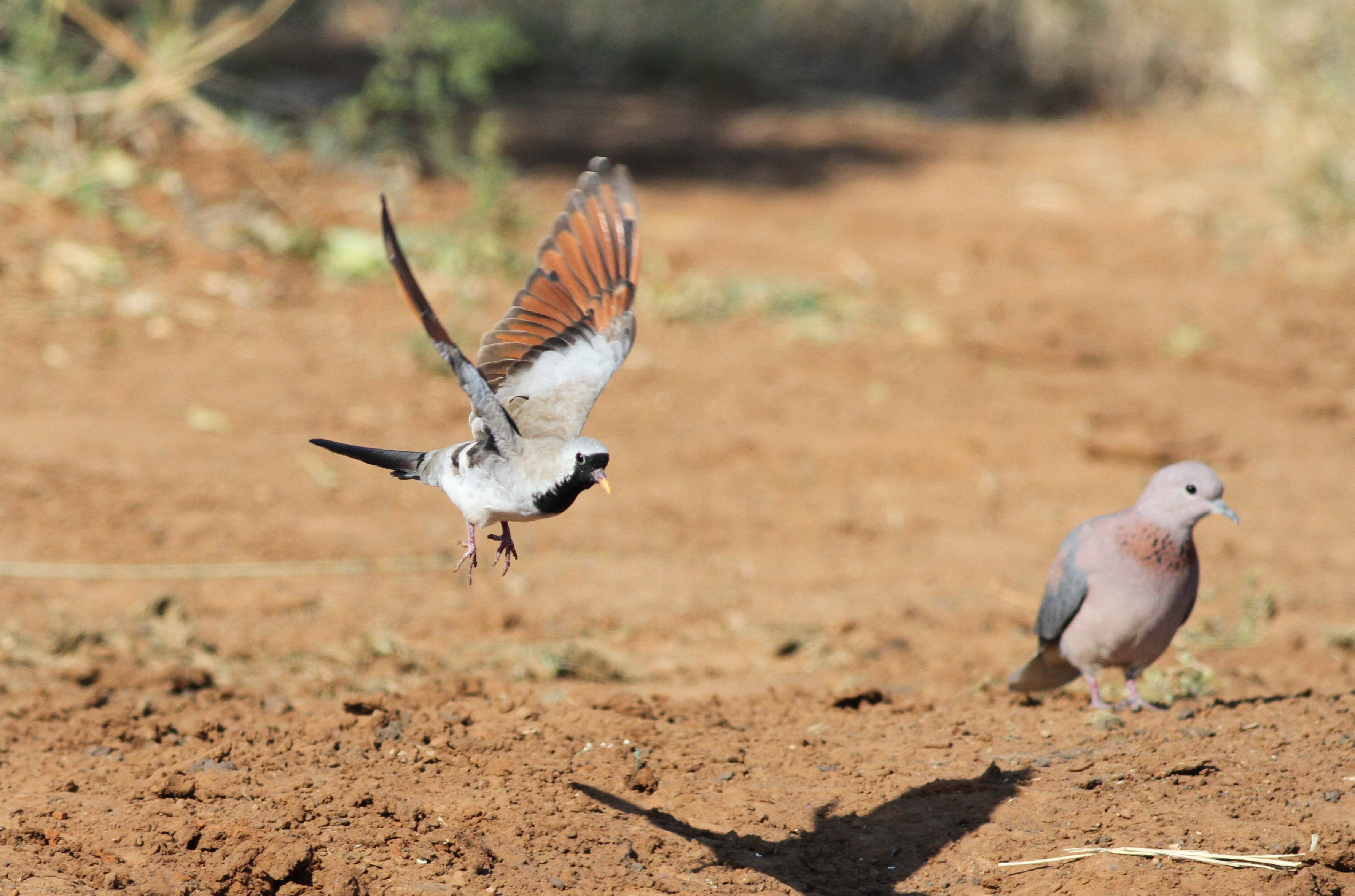 A Must-See for Birdwatchers: Namaqua Dove in Masai Mara National Park