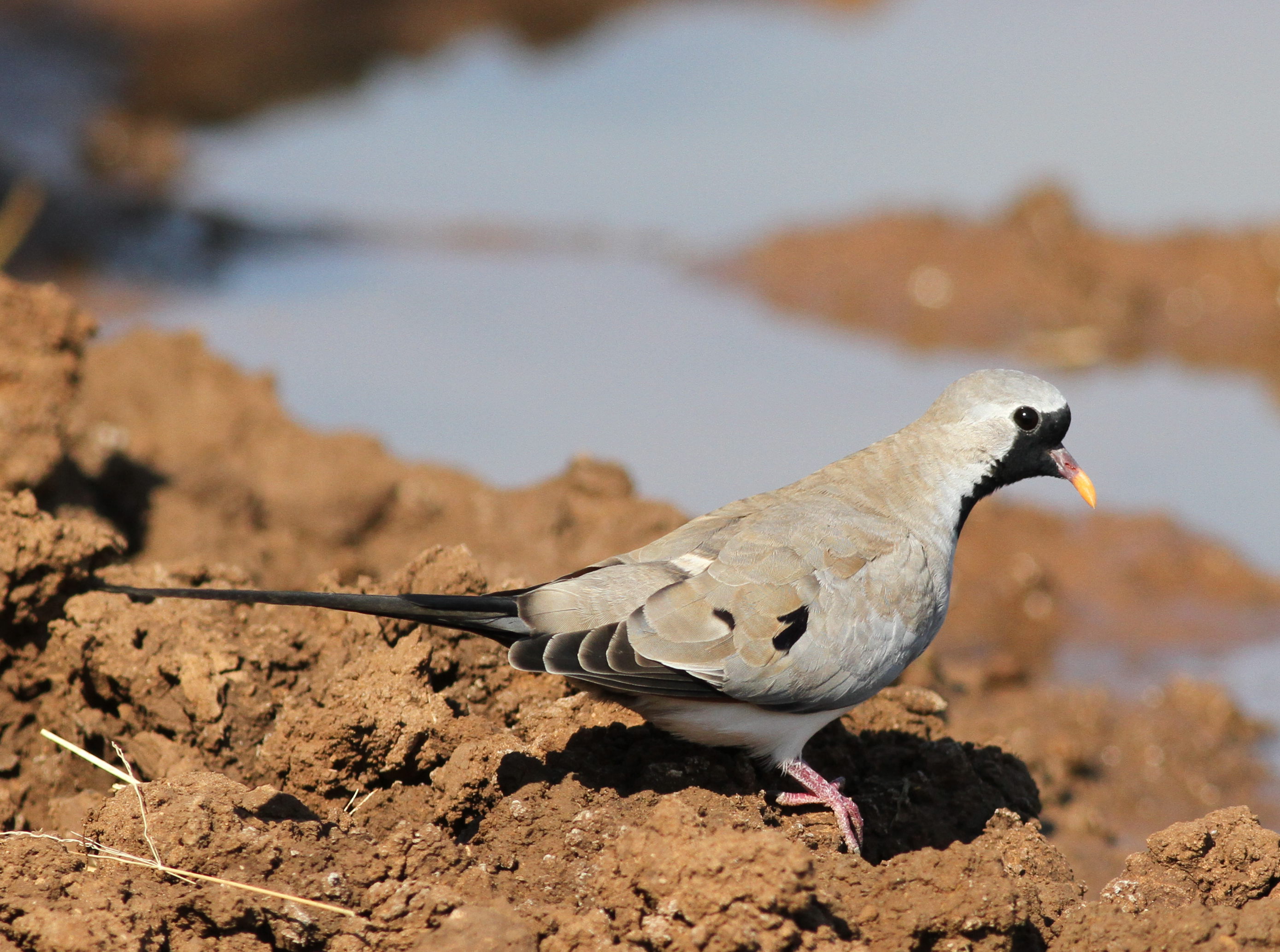 Unveiling the ⁢Namaqua Dove: A Delicate Beauty of Masai​ Mara's Shores