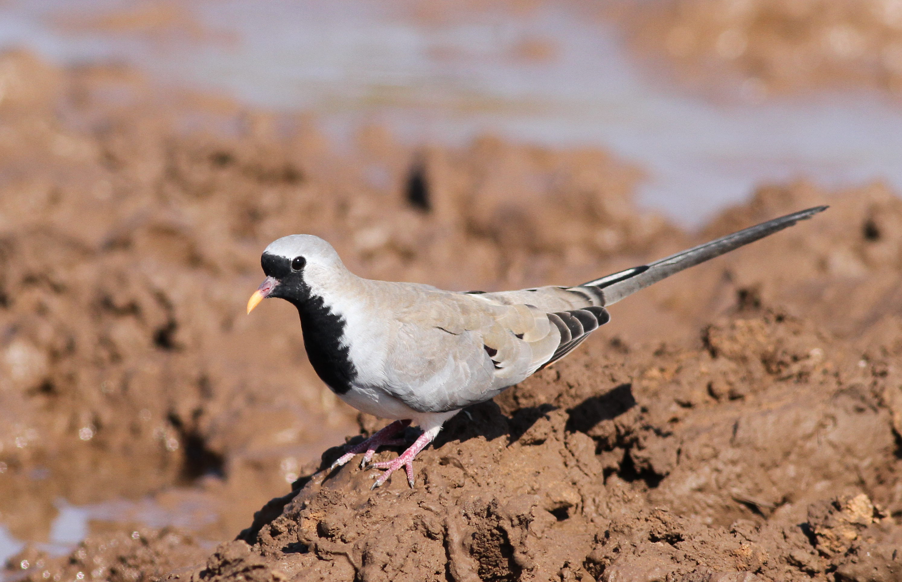 Exploring the ‌Namaqua Dove's Charming Habitat ‌in Masai Mara