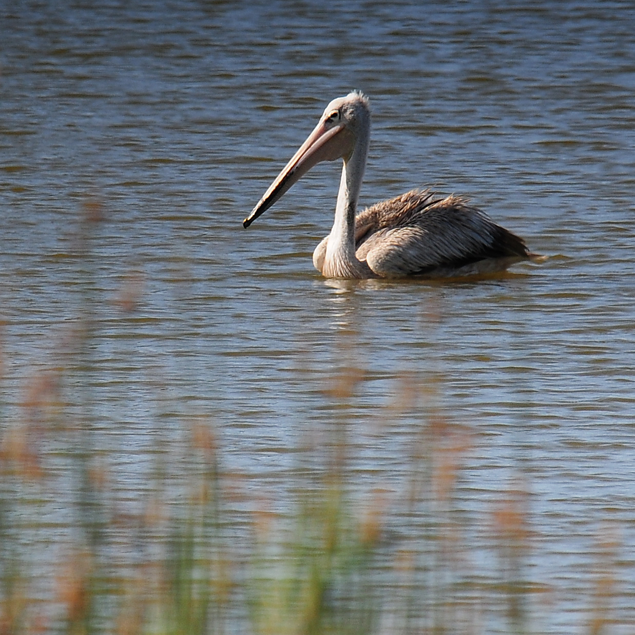 4. Capturing the Perfect Moment: Photography Tips for Photographing Pinkbacked‍ Pelicans⁣ in Masai Mara