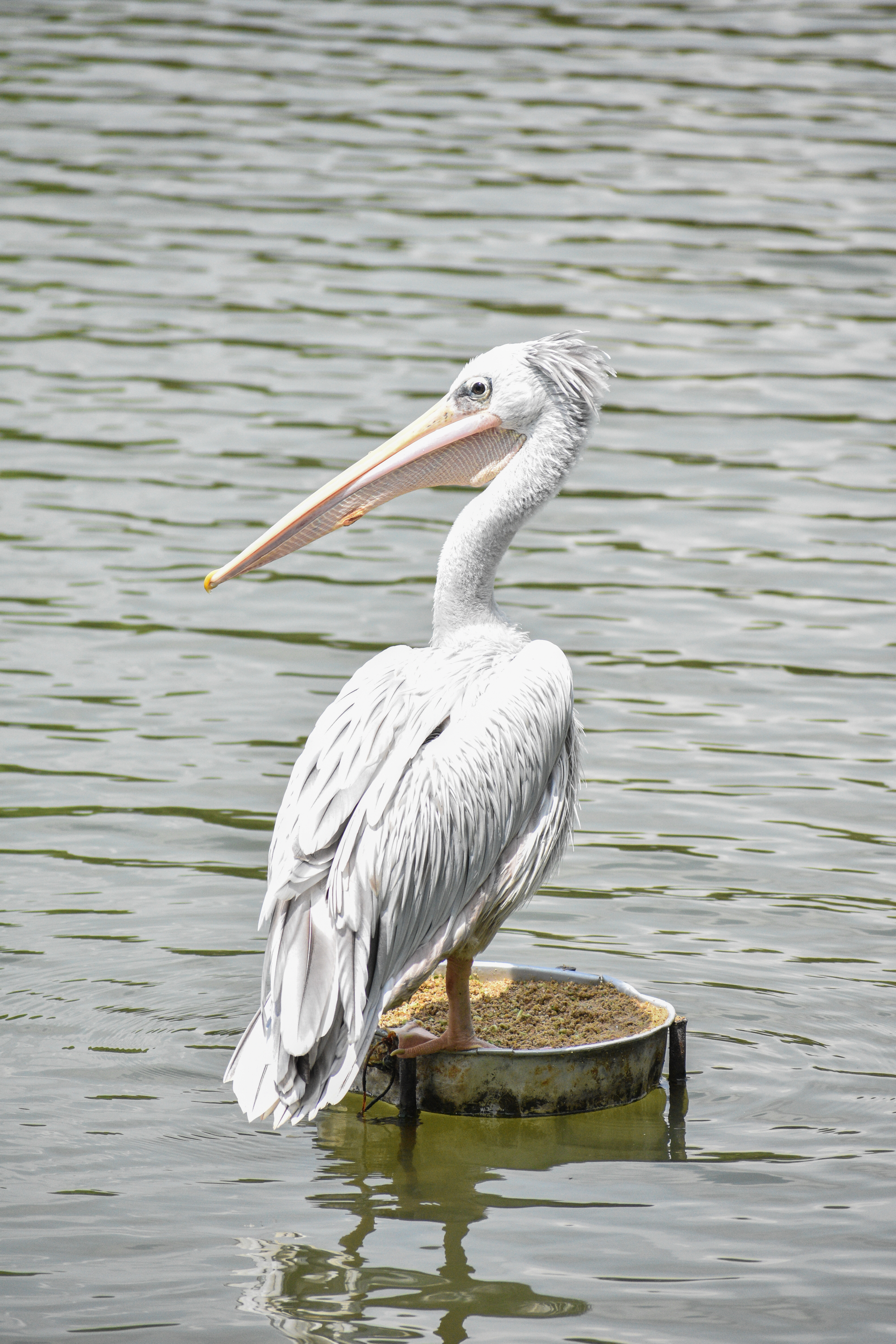 2. A Mesmerizing Sight: Behold the Graceful Flight Patterns of the Pinkbacked Pelican