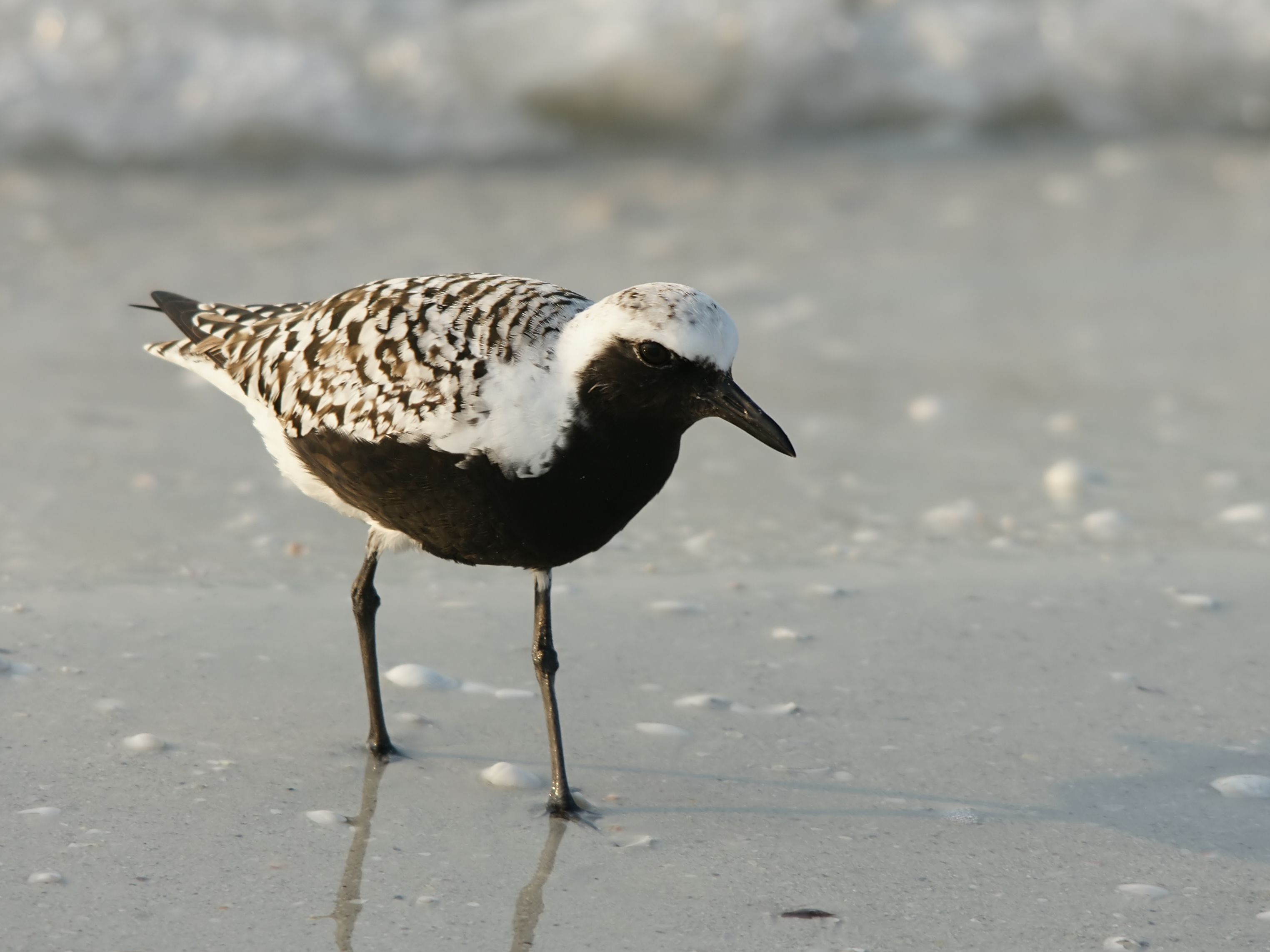 Discovering the ⁤Habitat and Behavior of Grey Plovers in Masai Mara