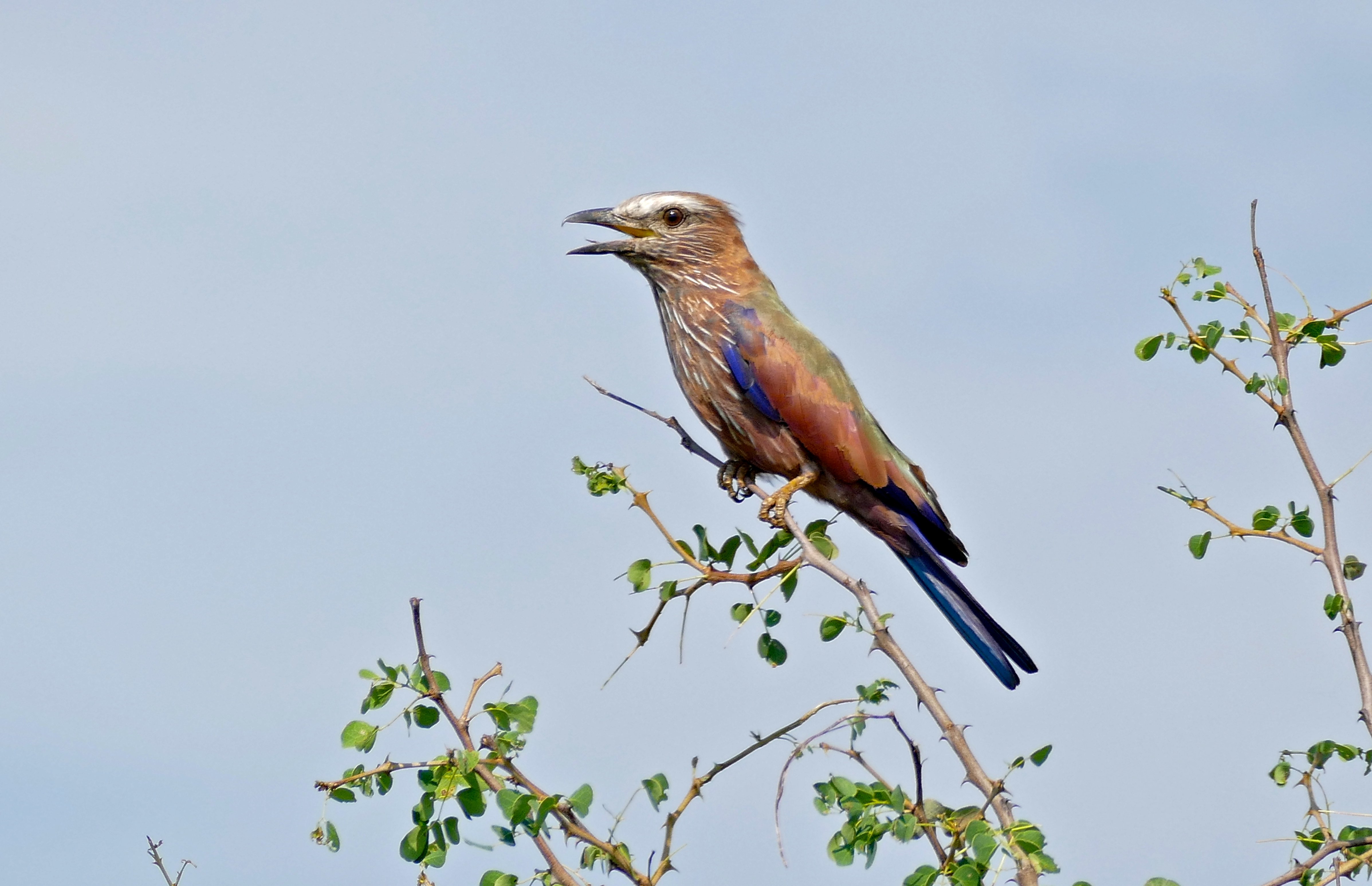 - ‍Observing ⁤the Purple Roller's Exquisite Plumage⁣ in Masai⁣ Mara's Scenic⁢ Landscapes