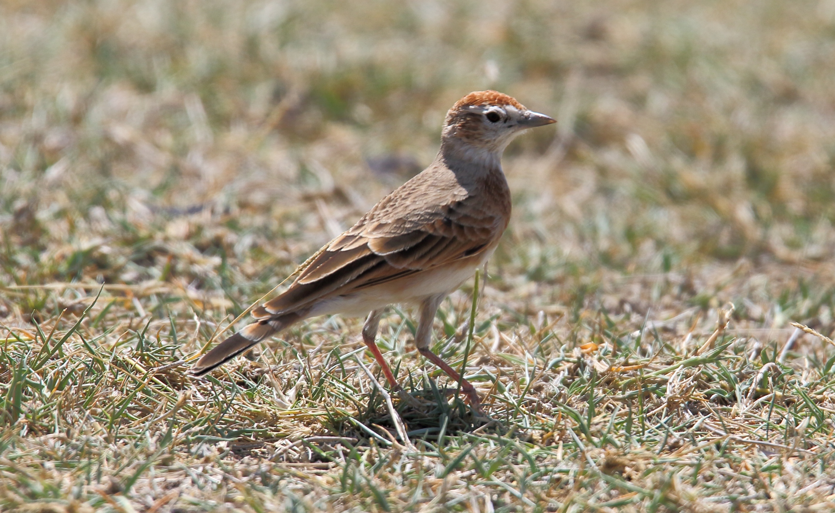 Tips for‌ Birdwatching ⁢Enthusiasts: ⁤Observing the Redcapped​ Lark in Masai Mara